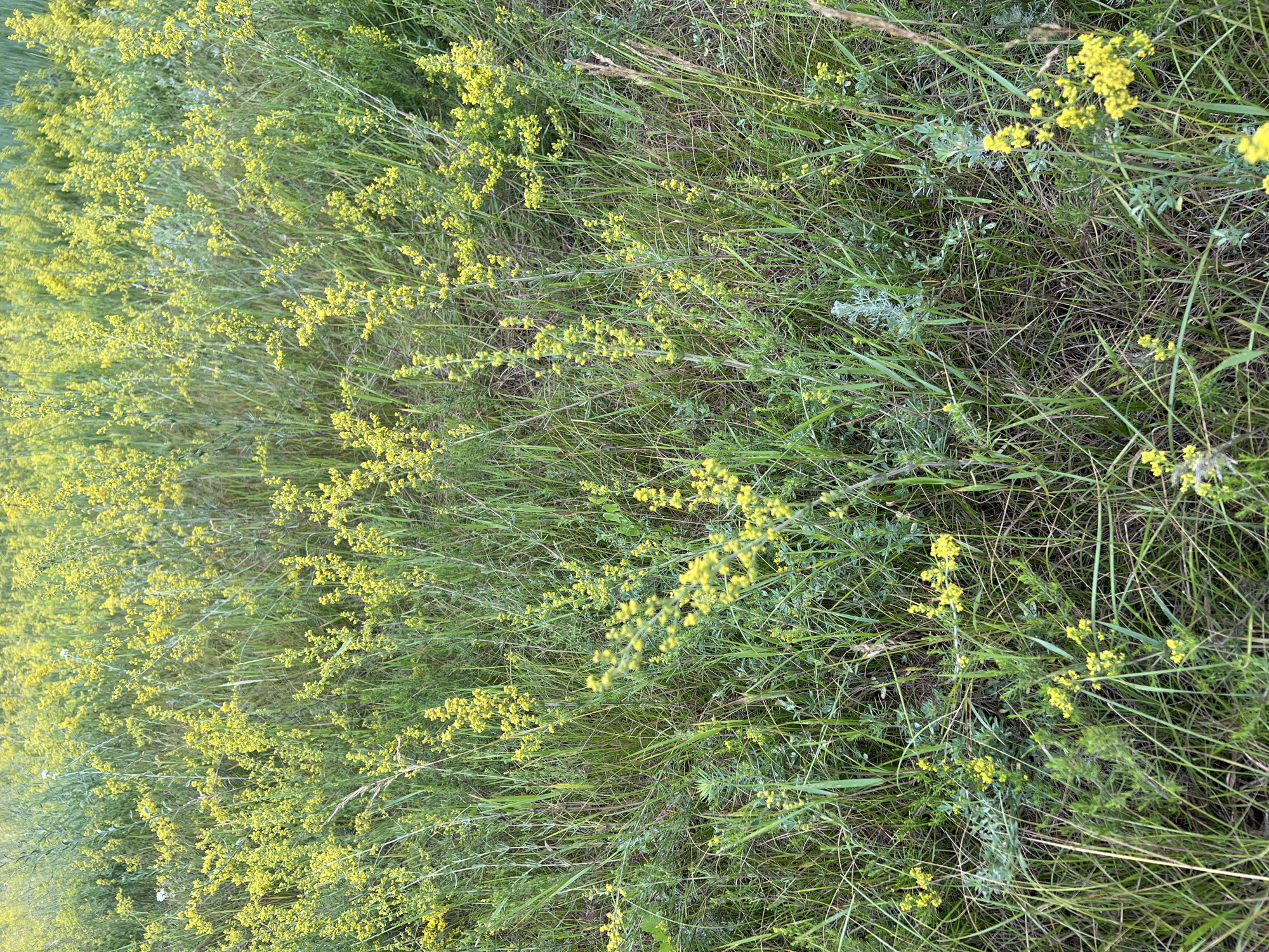 The image is a close-up, eye-level view of a dense meadow filled with green grass and numerous small, bright yellow flowers. The flowers are clustered on tall, slender stems, creating a carpet of yellow throughout the grassy area. Some of the grass is tall and thin, while other blades are shorter and broader. In the foreground, some of the yellow flowers are in sharper focus, showing their intricate structure. The background is a blur of more yellow flowers and green foliage, suggesting the meadow extends further than the frame. The lighting appears natural, indicating an outdoor setting, possibly during daylight. There are no people or man-made objects visible in the scene. The location is described as Unknown, Unknown, within a city context.
