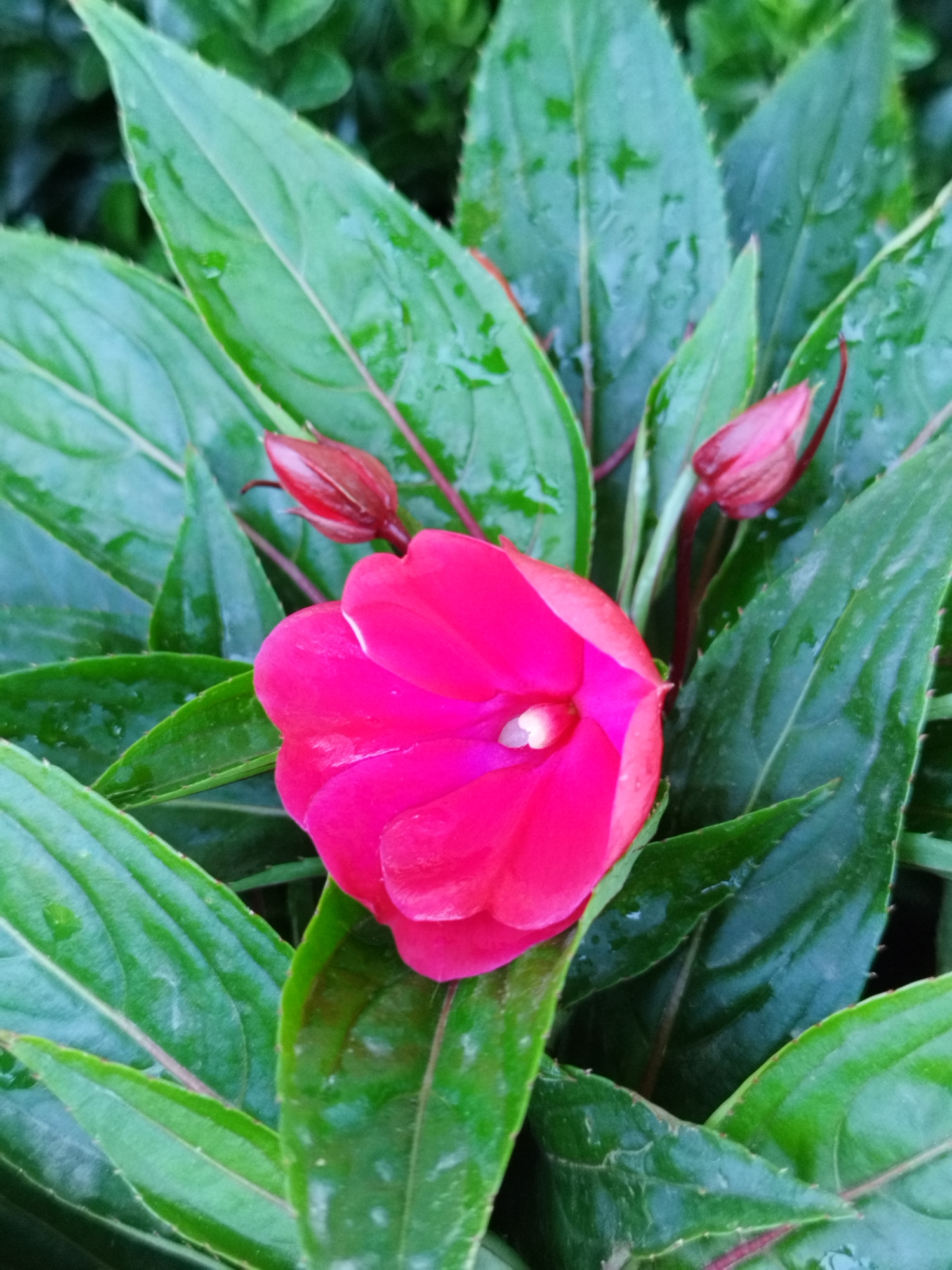 A close-up, overhead shot captures a vibrant pink impatiens flower, partially opened, nestled amongst lush green, wet leaves. Two red flower buds are visible to the upper left and right of the main bloom. The leaves are elongated with serrated edges and appear to have water droplets on their surfaces, suggesting recent rain. The background is a blur of more green foliage. The image is not located in a city.