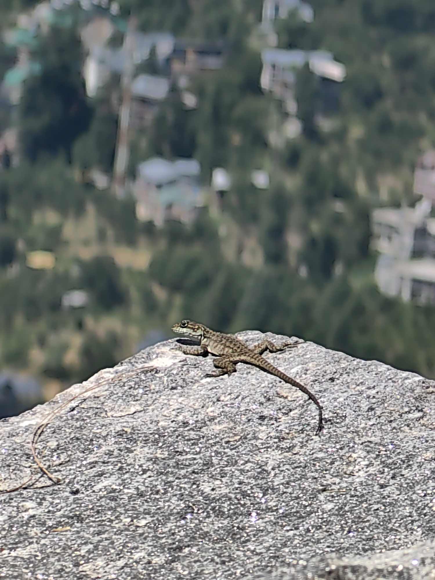 A small, brown and tan lizard rests on a rough, grey rock in Vashisht, India. The lizard's body is elongated with a patterned texture, and its tail tapers to a fine point. It is positioned facing to the left, with its head slightly raised. The rock it sits on appears to be granite, with visible flecks of dark and light minerals. In the background, the scene is out of focus, showing a blurred landscape of green trees and distant buildings, suggesting a hillside settlement. The lighting indicates it is daytime, with sunlight glinting off the rock's surface.