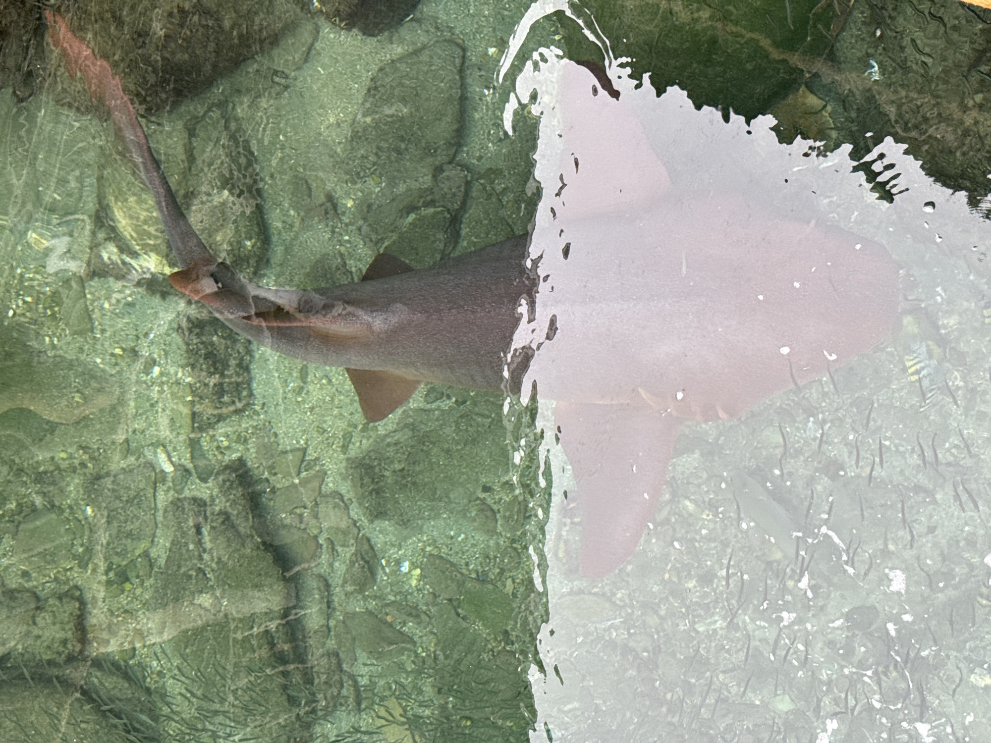 The image shows a top-down view of a shark swimming in clear, shallow water over a rocky, green-tinted seabed. The shark's body is a dark gray, and its long, pointed snout is visible. The water's surface is disturbed, creating a reflective overlay in the lower half of the image, obscuring the shark's full form. The environment appears to be an aquarium or a protected marine habitat. This scene is located at the Oceanario de la Bahía de Santa Marta, located in El Rodadero, Santa Marta, Colombia.