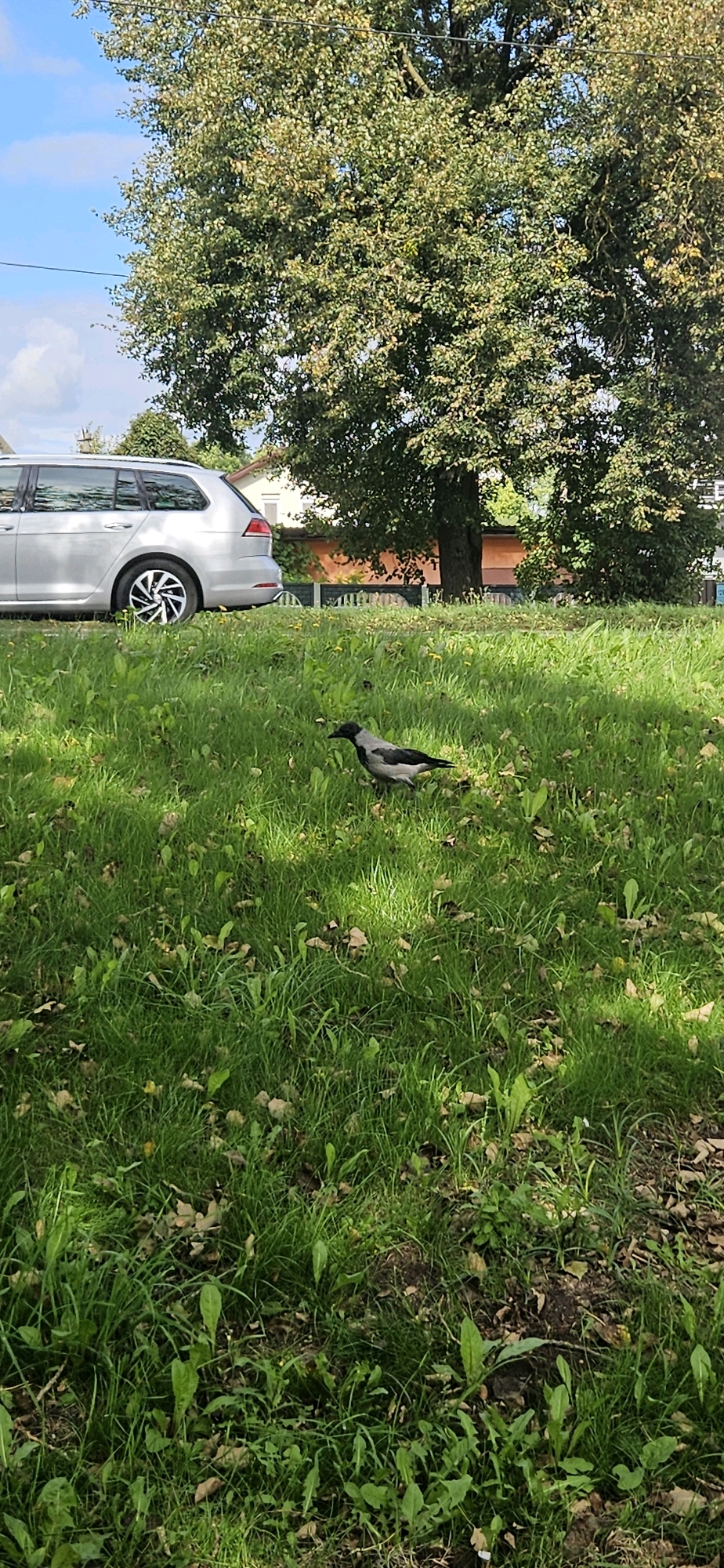 A hooded crow stands on a grassy area with dappled sunlight. A silver station wagon is parked on a paved surface to the left. A large tree with green foliage is behind the car, and a building with an orange roof is visible further in the background. The environment appears to be a residential area on a sunny day. The crow is facing right, with its beak pointed downwards. The car is facing left.