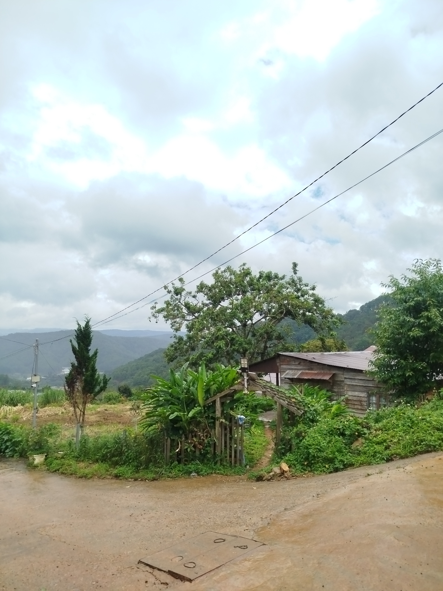 The image captures a rural landscape near Da Lat, Vietnam, characterized by rolling hills under a cloudy sky. In the foreground, a dirt road, wet from recent rain, curves through the scene. A manhole cover is visible on the road. To the left, a tall, slender evergreen tree stands next to a utility pole. A small wooden gate with a thatched roof leads to a pathway behind it. A rustic wooden house with a corrugated metal roof is situated to the right of the gate, surrounded by lush green vegetation, including banana plants. In the background, layers of mist-covered mountains form the horizon, indicative of the mountainous terrain surrounding Da Lat. Power lines stretch across the upper portion of the frame. The scene conveys a sense of quiet, natural beauty typical of the Vietnamese highlands.