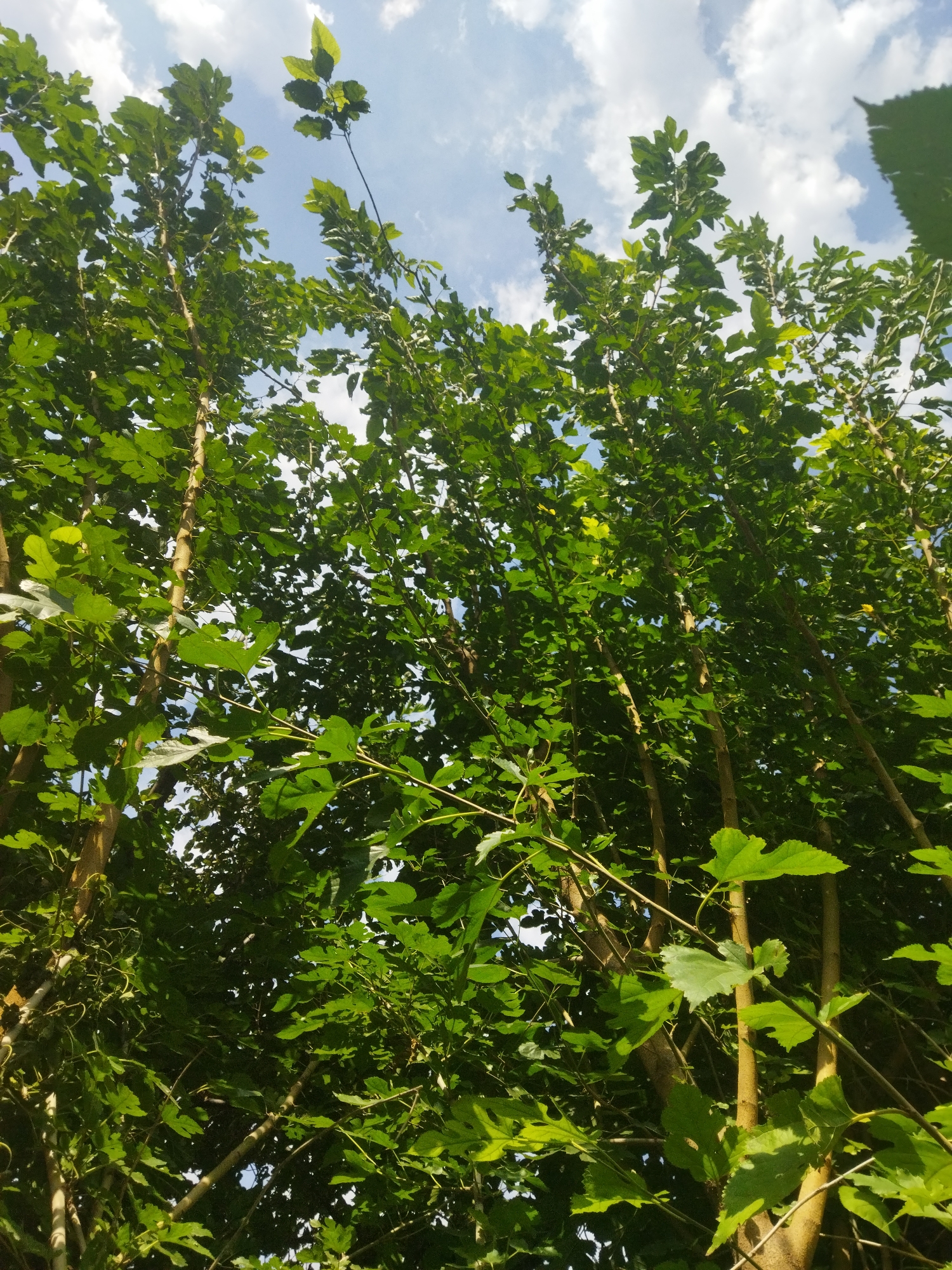The image depicts a low-angle view looking up through a dense canopy of lush green trees towards a partially cloudy sky. The tree trunks are slender and light brown, with numerous branches extending upwards and outwards, covered in vibrant green leaves. Sunlight filters through the foliage, creating dappled patterns and highlighting some of the leaves with a yellowish-green hue. The sky is a bright blue with scattered white cumulus clouds. The scene appears to be an outdoor natural environment, possibly a park or a wooded area within the city of Mailuu-Suu City, Kyrgyzstan, characterized by the abundant vegetation and the visible sky. There are no people or visible structures in the frame, focusing solely on the trees and the sky.