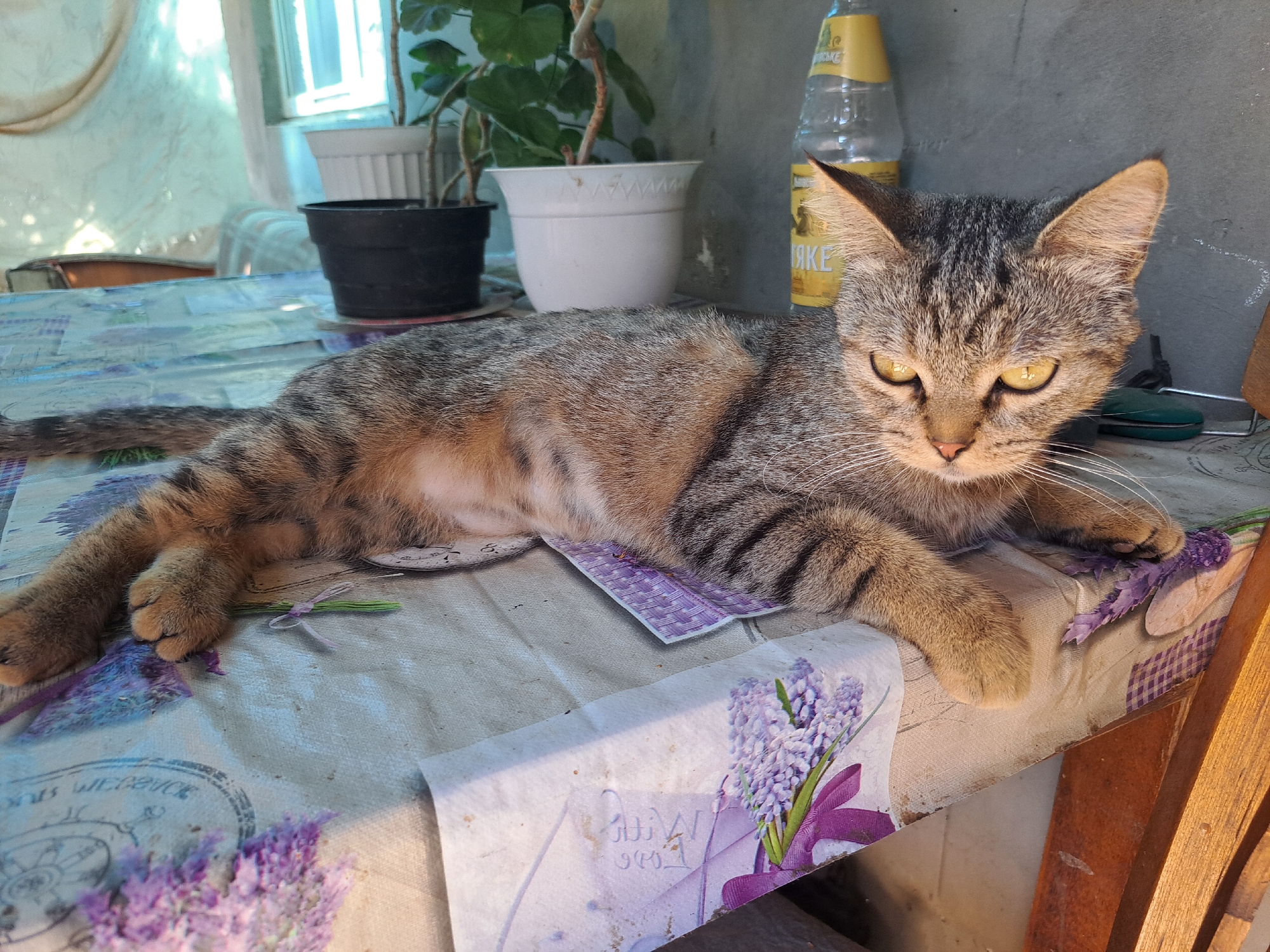 A tabby cat is resting on a table covered with a patterned tablecloth in Vypasne, Ukraine. The cat is lying on its side, with its head turned towards the camera and its eyes open. The tablecloth features a floral design with lavender and purple flowers. In the background, there are plants in pots, a bottle, and a window. A wooden chair is visible on the right side of the image.