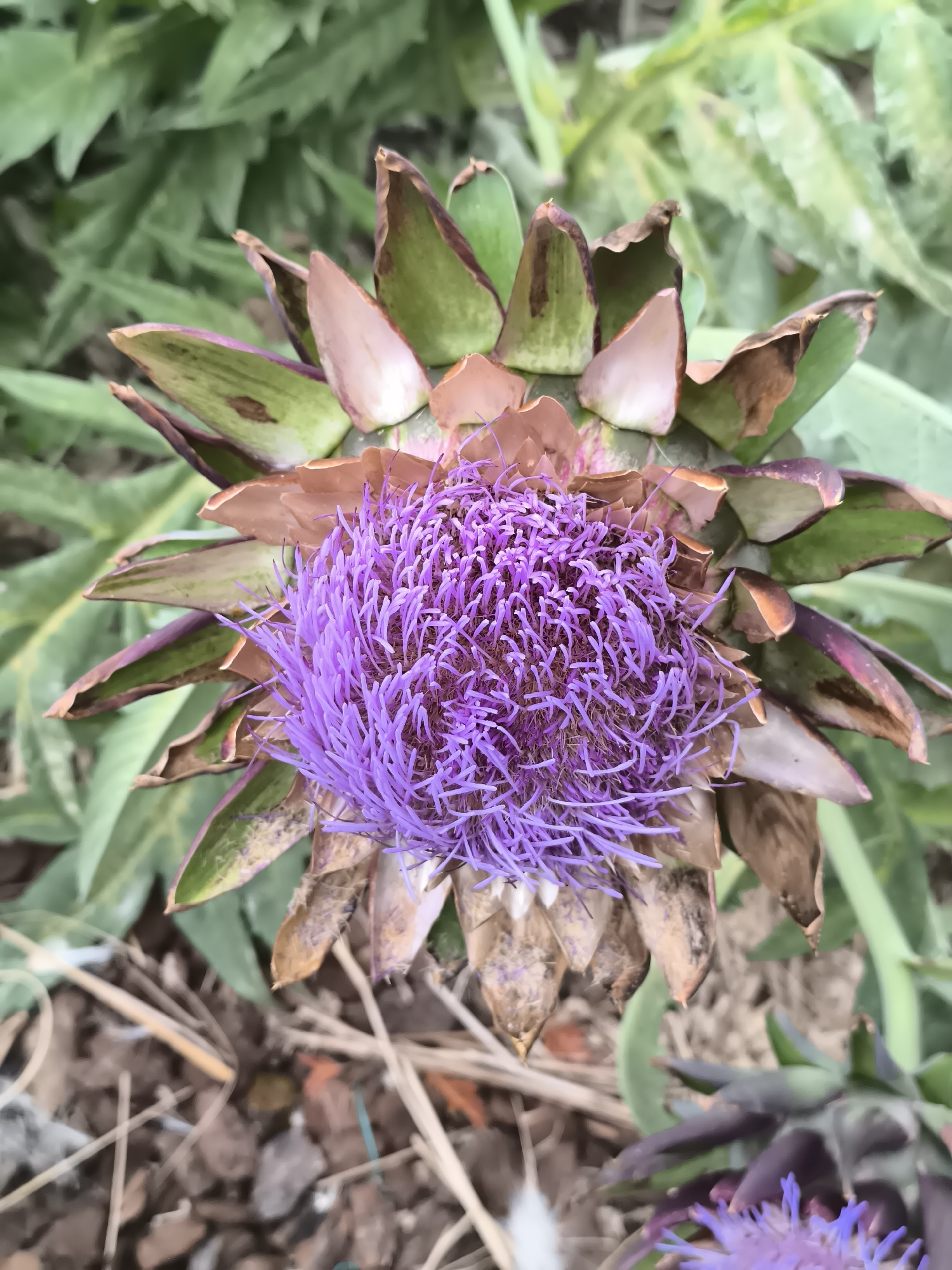 An extreme close-up, overhead shot focuses on a single, blooming artichoke flower. The vibrant purple, feathery petals of the flower dominate the center of the image. Surrounding the flower are tough, green and brown bracts, some of which are wilting and have dried, brown edges. The background consists of blurred green foliage, suggesting an outdoor garden setting. The lower portion of the image shows the ground, which is covered in dry leaves, dirt, and a few small pebbles. The scene appears to be an undisturbed, natural setting, likely a garden in Warmenhuizen, Netherlands, given the context. There are no people or animals visible in the image.