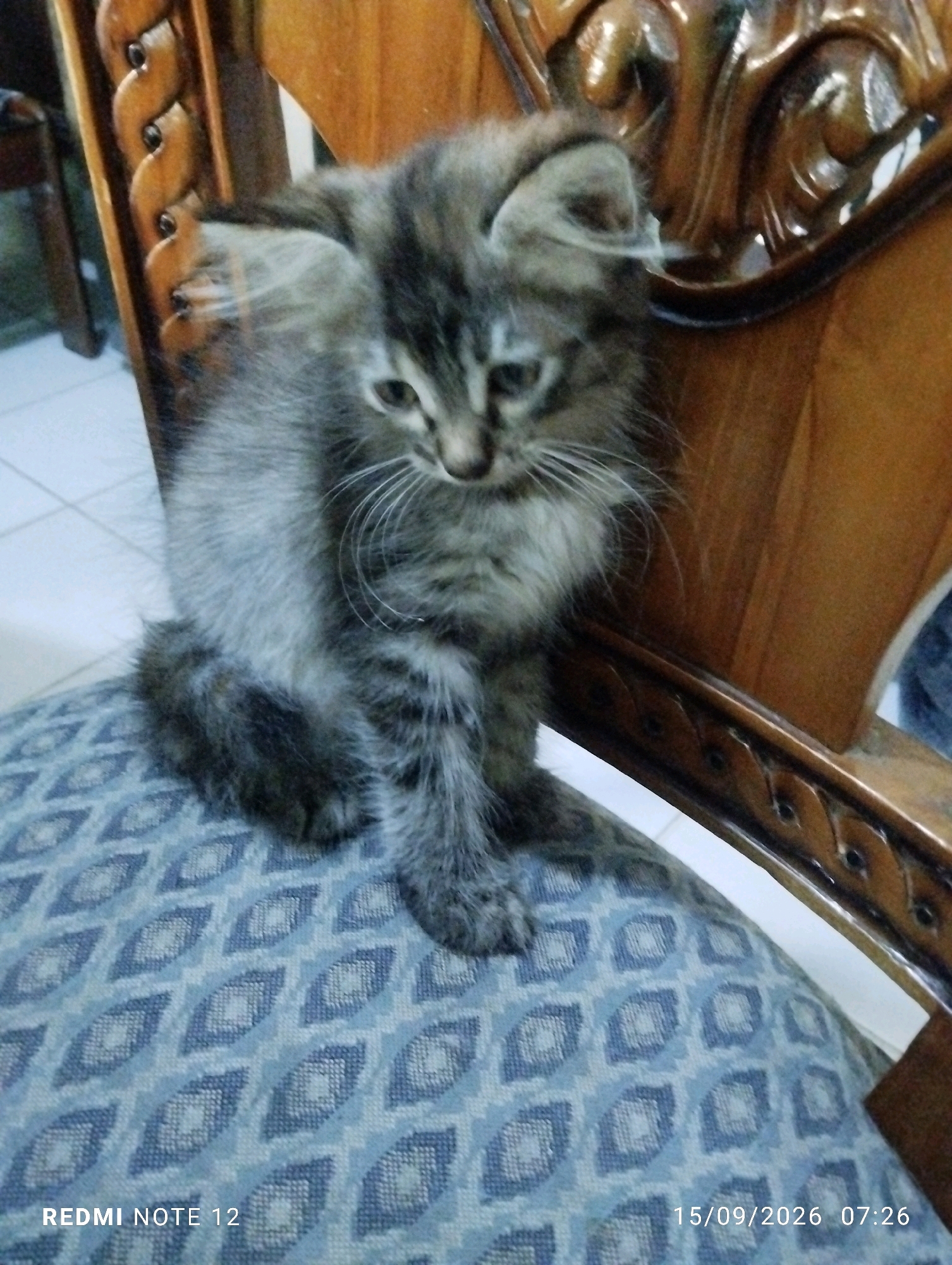 A fluffy, gray and brown tabby kitten is sitting on a patterned blue chair. The kitten is facing slightly to the left, with its head tilted down. Its eyes are partially closed, and its whiskers are prominent. The background consists of a wooden chair with ornate carvings. The image appears to be taken indoors, with a hint of a tiled floor visible in the lower left corner. The bottom of the image displays text indicating "REDMI NOTE 12" and a date and time stamp of "15/09/2026 07:26". There is no indication of the city of Bekasi, Indonesia in the image itself.