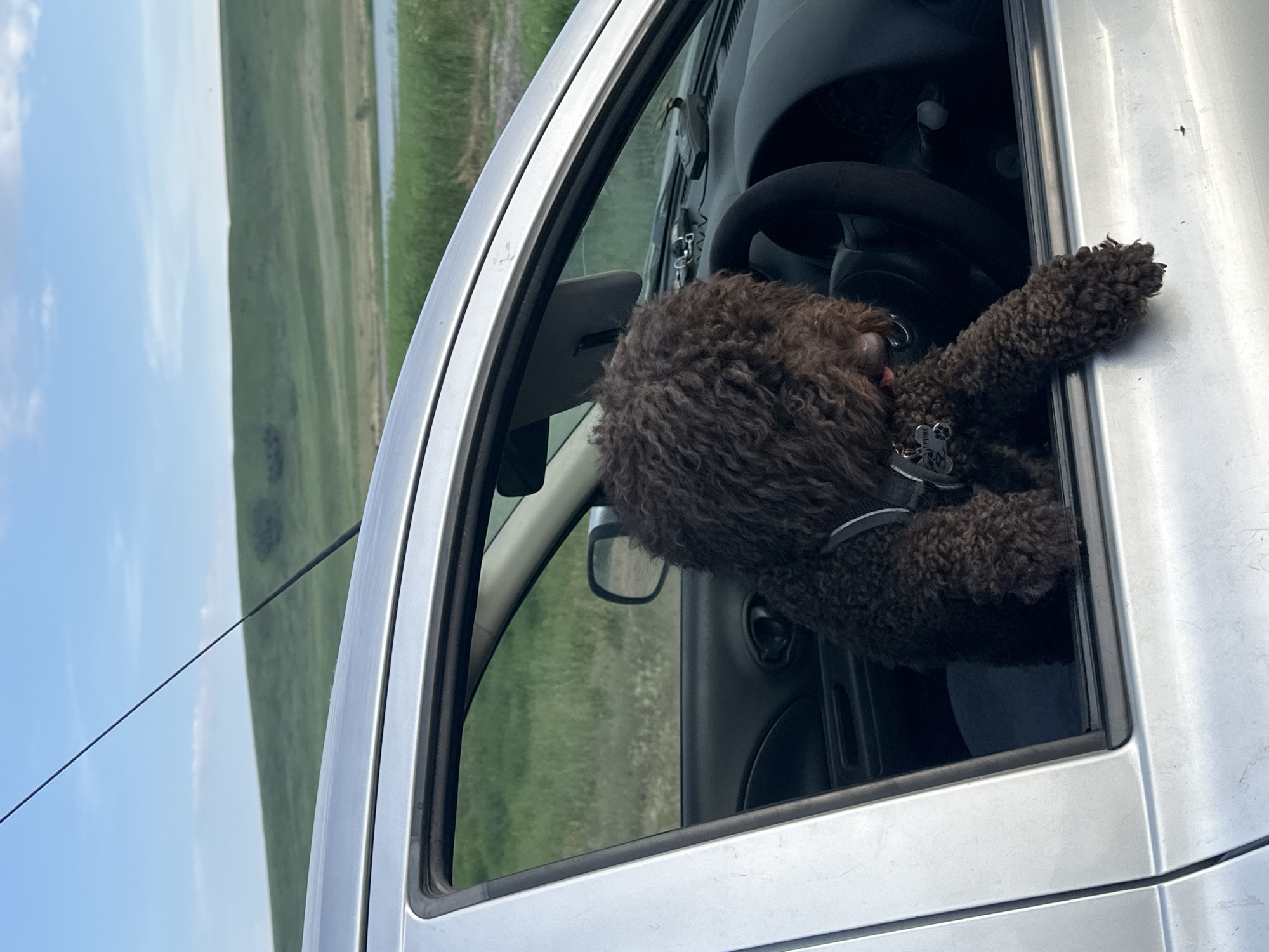 A dark brown, curly-haired dog leans its head and paw out of a car window. The dog is wearing a black harness with a silver tag. The car's interior is visible, including the steering wheel. The scene outside the car is a grassy landscape with a body of water in the distance. The sky is blue with some clouds. The image appears to have been taken in daylight. The location is Novonikolaevka, Russia. The dog's posture suggests it is enjoying the breeze and the view.