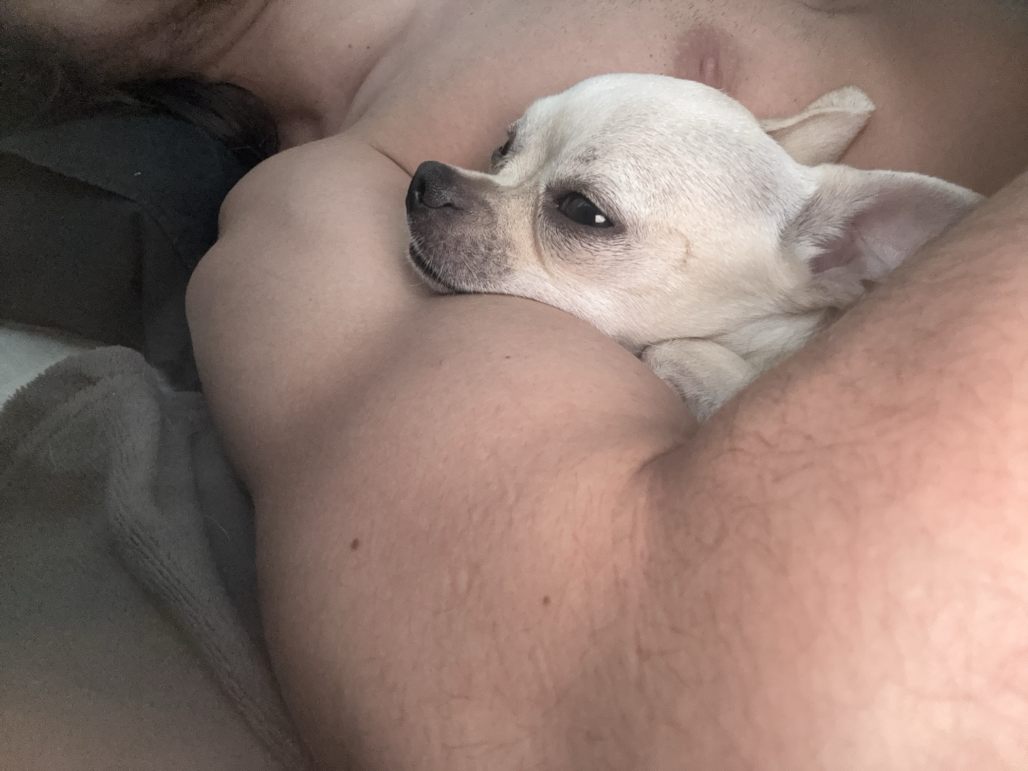 A close-up shot shows a tan Chihuahua resting against a human torso and arm. The dog has a light-colored coat, dark eyes, and erect ears. The human has fair skin and some chest hair. A dark gray garment or object is visible to the left, with a gray soft surface. The location is indeterminable.
