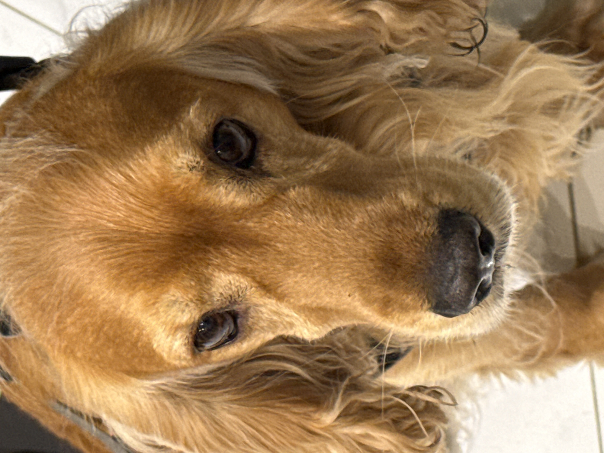 A close-up, eye-level, full-frame shot focuses on the face of a light brown Cocker Spaniel dog. The dog's fur is a rich, golden brown, with some lighter strands around its muzzle and ears. Its dark, expressive eyes are looking directly at the camera. The dog's nose is black and appears moist. The dog is wearing a dark collar, partially visible around its neck. The background is blurred, but appears to be an indoor setting with light-colored flooring. There are no people or other animals present in the image. The lighting is soft, highlighting the texture of the dog's fur.