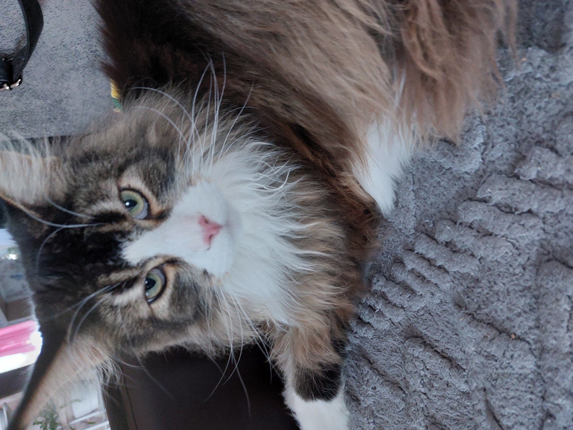 A medium-shot, eye-level photograph depicts a long-haired cat, oriented sideways, resting on a gray textured surface. The cat has a gray and black tabby face with white markings, a pink nose, and green eyes. Its fur is brown, white, and gray. The cat is wearing a yellow collar. The background includes a partially visible black strap and pink and green objects. The location is Большой Букор, Russia.