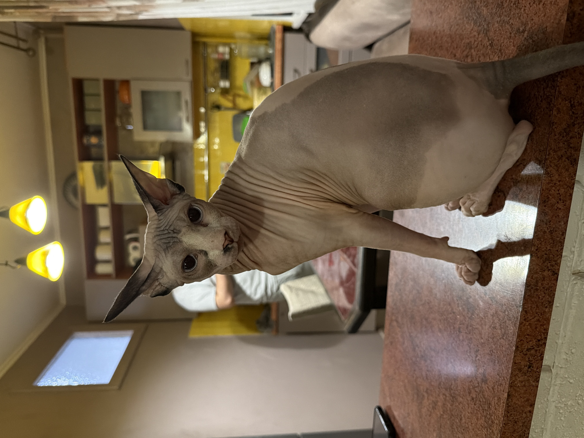 An indoor, eye-level, medium shot captures a Sphynx cat in the foreground, seated on a reddish-brown countertop. The cat is facing left, with its head turned towards the camera, looking directly at the viewer with large, dark eyes. Its skin is light beige with darker grey markings on its head, ears, and down its back and tail. Its ears are large and pointed. The cat is sitting with its front paws on the countertop and its hindquarters slightly lower.
The background reveals a kitchen environment. Directly behind the cat, a person wearing a light grey t-shirt is visible, standing and facing away from the camera, partially obscured by the cat. Further back, kitchen cabinets are visible, with shelving containing various items. There are yellow pendant lights hanging from the ceiling. The overall lighting is warm, likely from indoor lights. The presence of the kitchen suggests a domestic setting, likely a residential apartment or house. The image does not provide specific visual cues to pinpoint the location within Odesa, Ukraine.