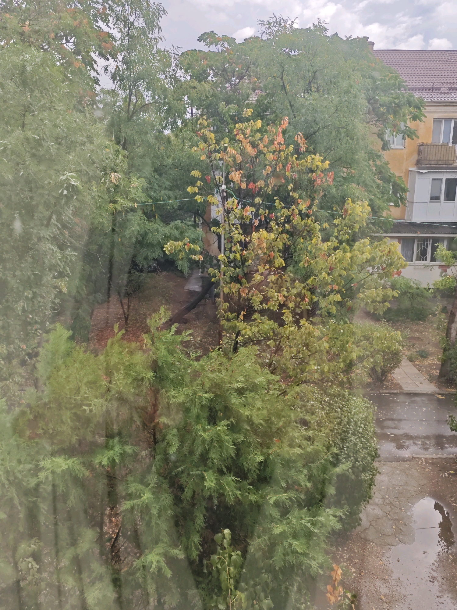 An overhead view looks down through a window onto a damp courtyard in Yevpatoriya, Ukraine, on an overcast day. The courtyard is densely populated with trees and shrubs in various stages of autumn foliage. A cluster of mature coniferous trees with bright green needles dominates the foreground, obscuring parts of the background. Behind them, deciduous trees display a mix of green, yellow, and red leaves. The ground is covered with fallen leaves and a wet asphalt path with a large puddle reflecting the sky. A section of a residential building with yellow and beige facades and balconies is visible in the upper right quadrant, suggesting an urban or suburban setting. The overall impression is one of a cool, damp autumn afternoon.