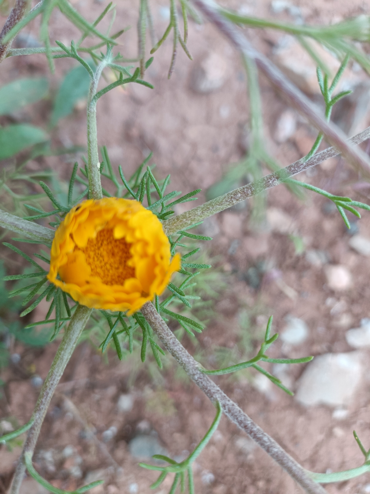A close-up, eye-level shot features a vibrant yellow flower bud surrounded by delicate green foliage, set against a softly blurred background of reddish-brown soil. The flower, likely a type of composite flower, is in the early stages of blooming, with its bright yellow petals tightly curled inwards, revealing the textured central disk florets.
The plant's slender stems are greenish-brown and appear slightly textured or fuzzy, branching out to support the flower and its finely dissected, needle-like green leaves. These leaves contribute to the intricate, feathery appearance of the plant.
The background, out of focus, shows dry, reddish-brown earth with scattered small, light-colored pebbles and hints of other blurred green vegetation. The natural, bright lighting indicates daytime. The scene captures a moment of natural growth in a dry, outdoor environment. This image was taken in Ouaouizert, Morocco. There is no visible text.