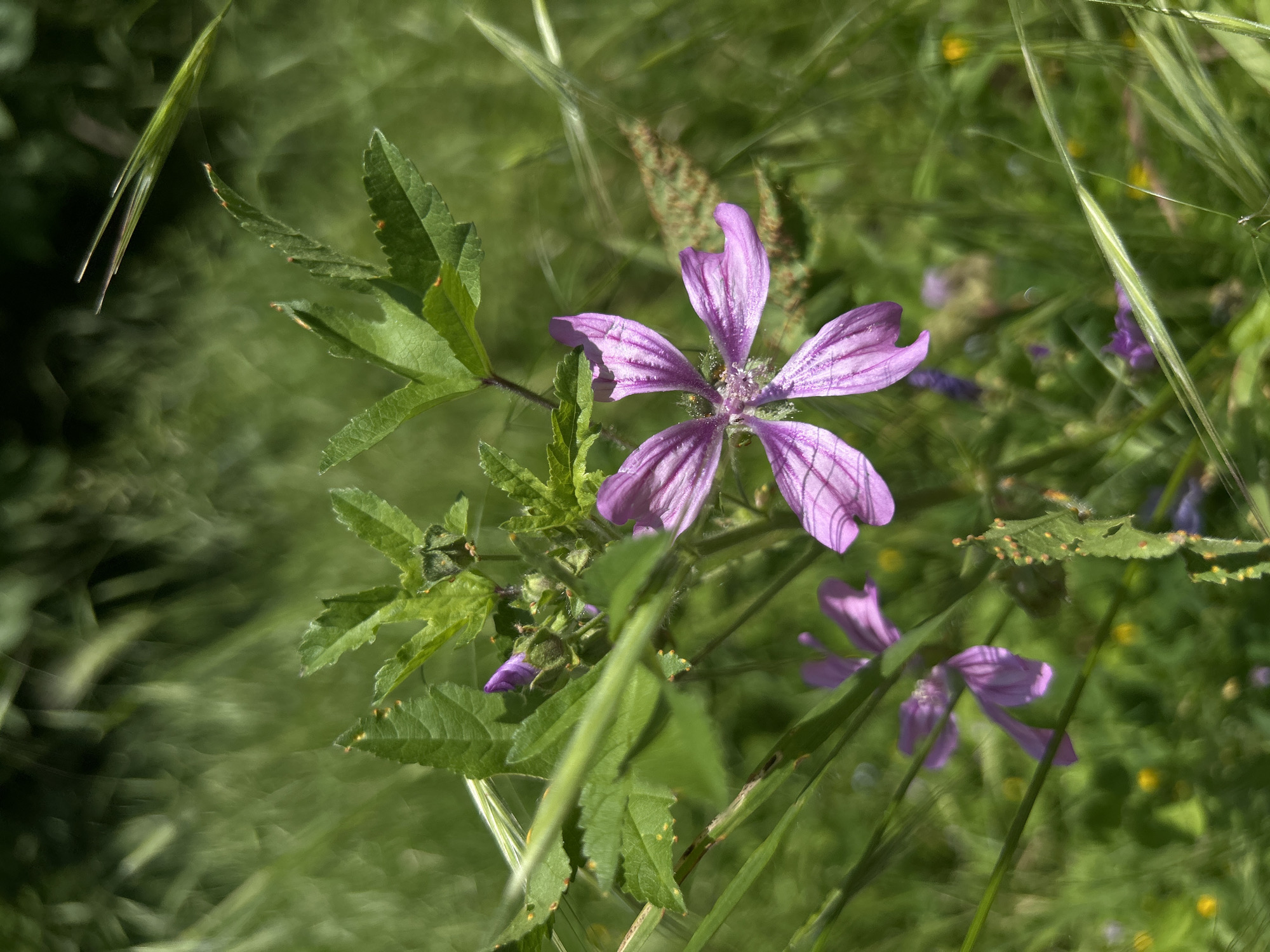 This media file presents a close-up photograph of a vibrant purple, five-petaled flower, likely a species of mallow (Malva), set against a soft, blurred green background. The flower is the central subject, rendered in sharp focus, revealing delicate striations on its petals and a textured, slightly fuzzy center.
Green leaves with serrated edges emerge from the stem of the main flower, with some leaves exhibiting small reddish-brown dots or edges. Blades of grass run through the foreground and background, contributing to the natural, wild setting. In the diffused background, other smaller, out-of-focus purple flowers are visible, along with hints of yellow, suggesting diverse plant life.
The scene is an outdoor, natural environment, possibly a meadow or a garden. The bright, clear illumination suggests it was captured during daylight hours, enhancing the vivid colors of the flower and foliage. There are no people or visible text in the image. The composition uses a shallow depth of field to draw attention to the intricate details of the flower, creating a peaceful and aesthetically pleasing portrayal of nature.