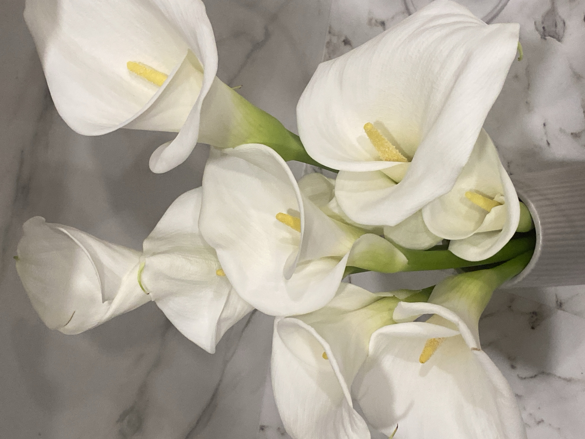 A bouquet of approximately nine to ten white calla lilies is presented in a light gray, vertically ribbed vase, positioned within a setting in Sochi, Russia. The dominant features are the pristine white, trumpet-shaped spathes of the calla lilies, each encasing a vibrant yellow spadix. The flowers exhibit fresh, firm petals with no visible wilting or damage. Their stems are a light, pale green, tapering into the unseen body of the vase. The background consists of a light gray surface with subtle white veining, resembling marble or a similar stone material. Soft, even illumination highlights the textures of the flowers and the background, creating gentle shadows beneath some blooms. The arrangement is dense, with flowers facing various directions, some partially obscured by others, contributing to a full and voluminous appearance.