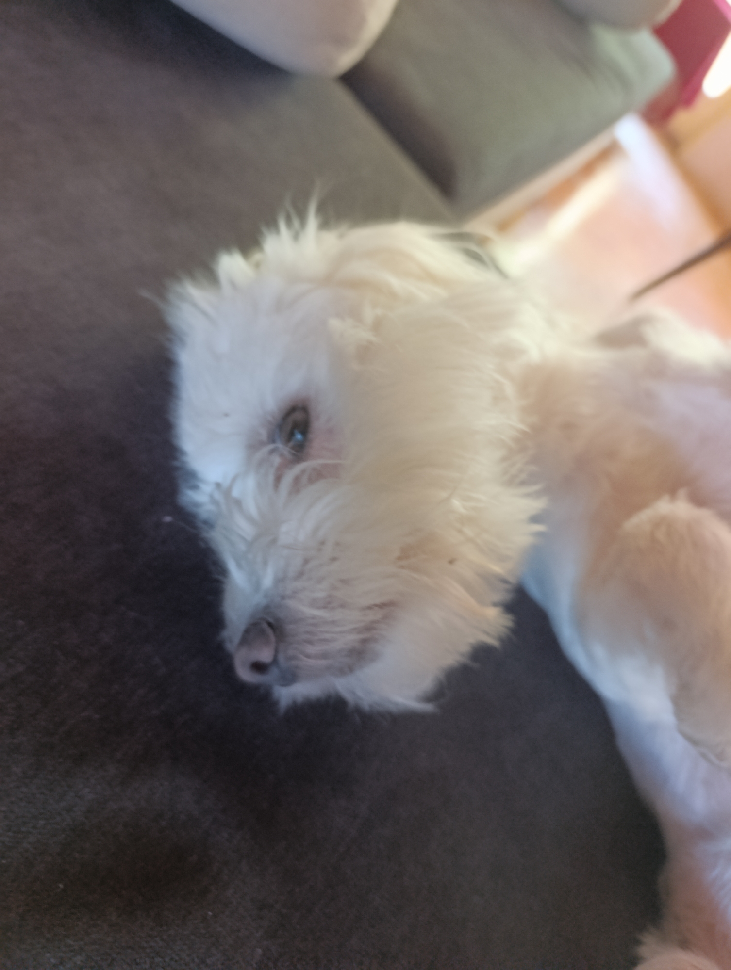 A white, fluffy dog with a pink nose and light brown eyes is lying on its side on a dark gray sofa. The dog's head is slightly turned towards the camera. The background is blurred, showing hints of a couch and a wooden floor. The lighting is soft and natural. The image appears to be taken indoors.