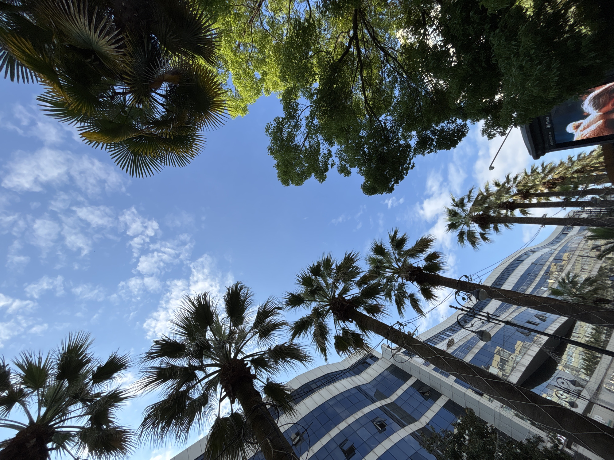 This is a low-angle, wide shot capturing a cityscape with natural elements and a modern building under a bright, cloudy sky. The dominant subjects are several palm trees with lush fronds, silhouetted against the sky. Their trunks are thick and textured, and their leaves are spread out, some reaching towards the top of the frame.
In the upper portion of the image, the vibrant green foliage of deciduous trees forms a canopy, contrasting with the darker palm fronds. These trees appear to be much larger and closer, suggesting a denser vegetation area.
The setting is clearly urban, with a prominent, strikingly modern building taking up a significant portion of the right and bottom right of the frame. The building has a unique, undulating facade with large, reflective windows that mirror the sky and surrounding elements. Its design is contemporary and sleek, with white and blue accents.
The sky is a clear, bright blue, dotted with scattered white, wispy clouds. The lighting suggests it is daytime, likely late morning or afternoon, with the sun casting a moderate light, creating some shadows but not harsh ones.
A street lamp with multiple lights is visible, adding to the urban context. In the upper right corner, a portion of a large billboard or advertisement is visible, featuring a close-up of what appears to be a person's face or a stylized image, with text in a foreign language and the brand name "KOLSS" visible. The overall mood is one of urban modernity blended with tropical or subtropical vegetation, perhaps indicating a resort area or a city with diverse landscaping. The image was taken in Sochi, Russia.