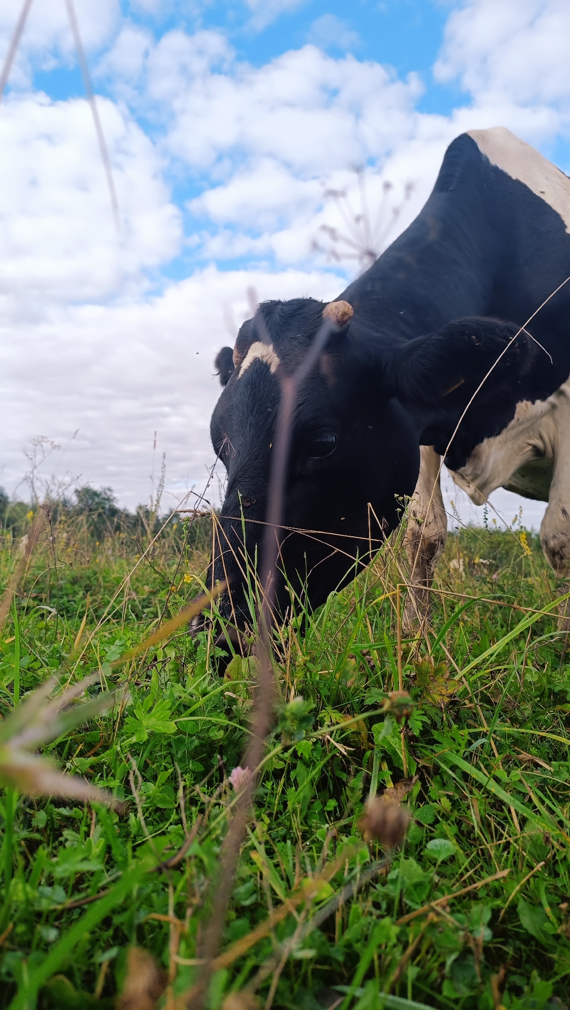 A black and white cow grazes in a grassy field under a partially cloudy sky. The cow is facing down, its head partially obscured by grass as it eats. The foreground is dominated by green grass, with some dry stalks and smaller plants visible. In the background, there are trees and a hazy sky with white clouds. The image appears to be taken in a rural or natural setting. There is no indication of the city of Karsha, Russia in this image.