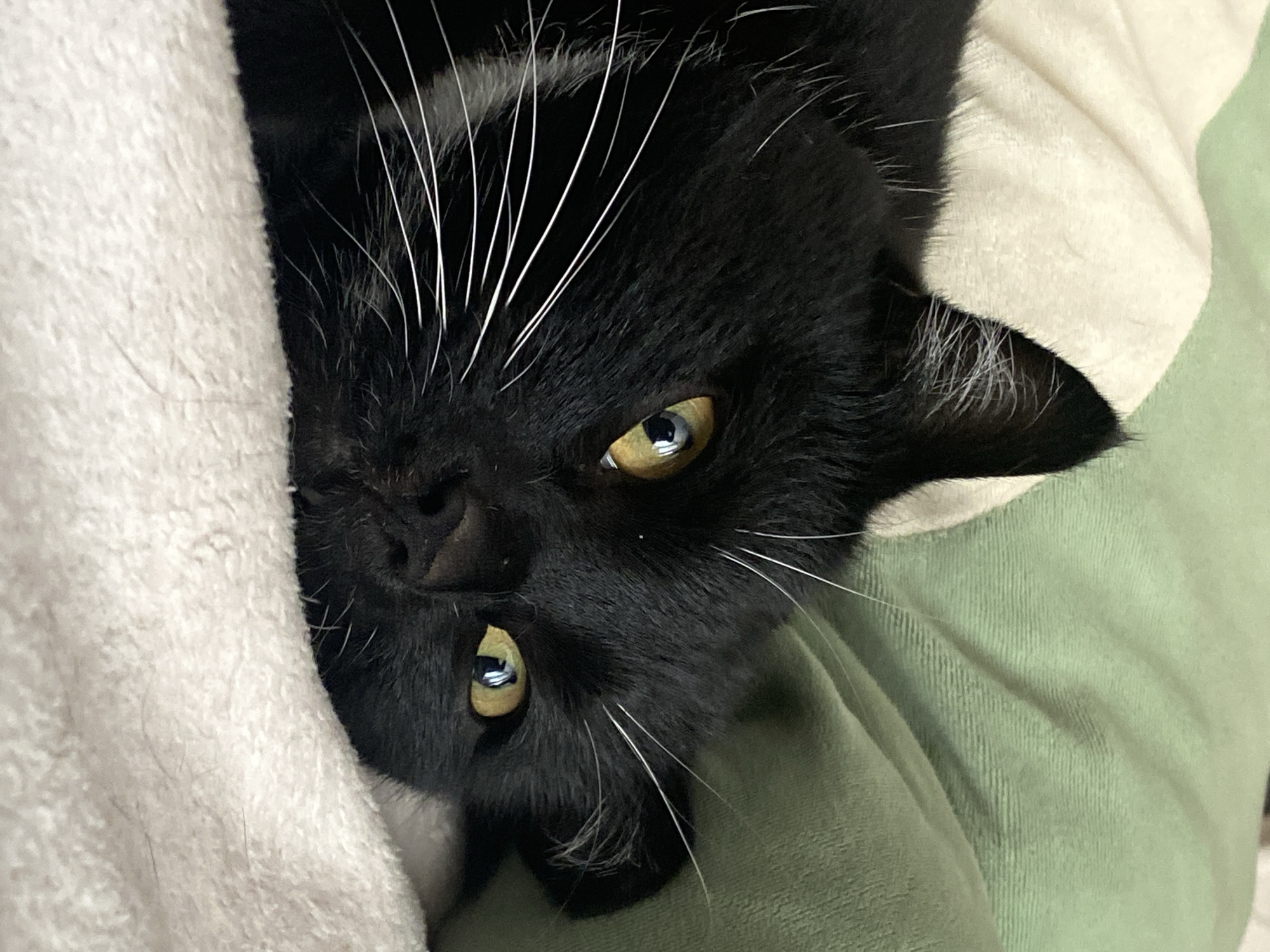 The image shows a close-up, low-angle view of a black cat's face. The cat is nestled into a soft, textured white blanket on the left side of the frame, and is resting against a muted green surface on the right. The cat's fur is predominantly black, with prominent white whiskers radiating from its muzzle and above its eyes. The cat's eyes are a striking yellow-green, with visible reflections of light and a slit pupil in the lower eye, suggesting low light conditions or a relaxed state. The cat's nose appears dark and moist. The overall impression is one of coziness and relaxation, with the cat appearing comfortable and possibly sleepy. The image is a still photograph, with no discernible activity or event taking place beyond the cat's resting pose. The lighting is soft and diffused, likely indoor lighting. There is no visible text in the image. The location context of Chaikovsky, Russia, does not provide any specific visual cues within the image itself.