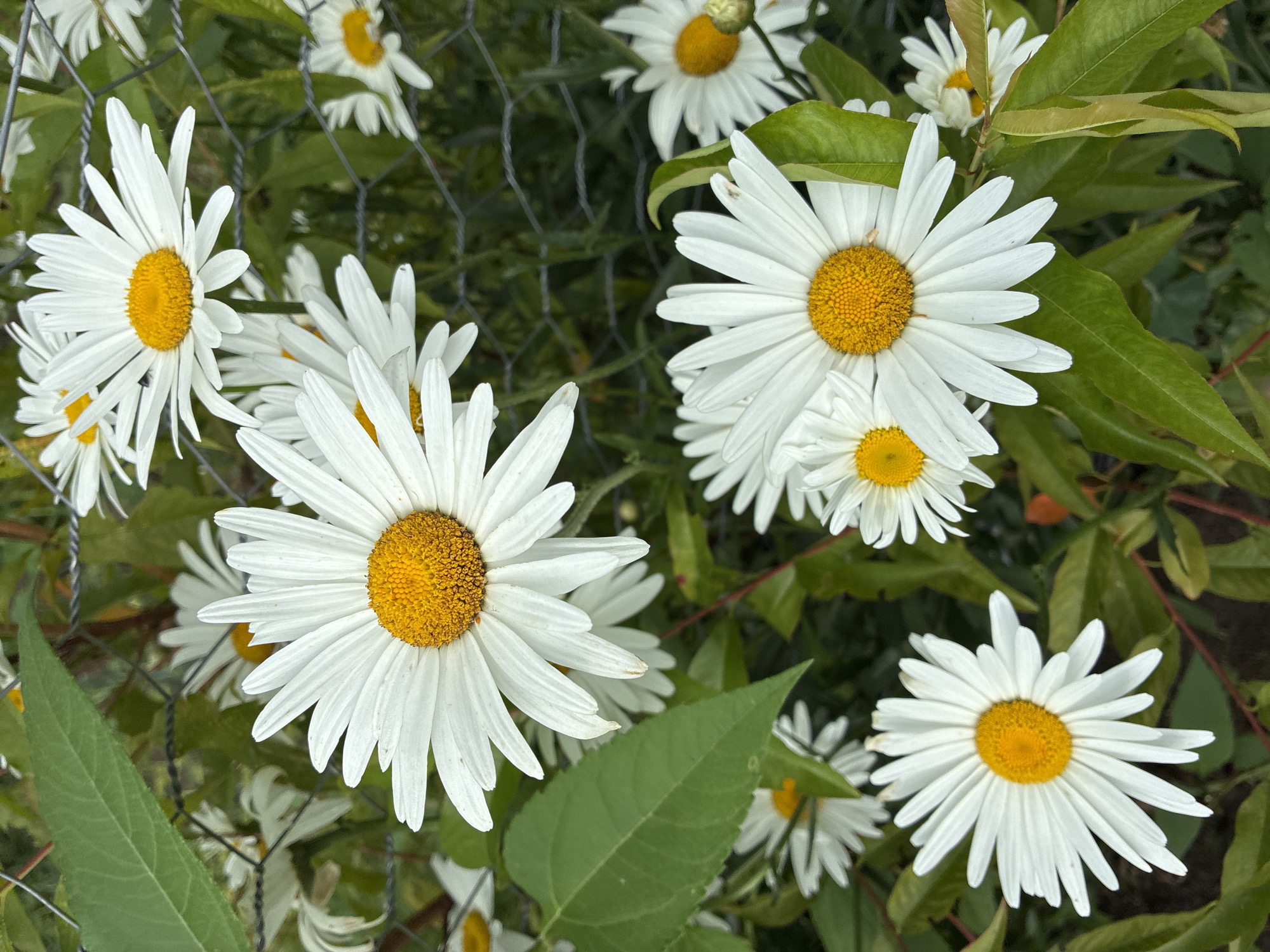 This is a close-up, eye-level shot of several large, white daisies with yellow centers. The flowers are the primary focus, with their petals prominently displayed. The background consists of green foliage and a wire fence, suggesting an outdoor setting. The lighting appears to be natural daylight, creating clear details and vibrant colors. The image does not depict any people or discernible actions. The scene is located in Surami, Georgia, indicated by the user's prompt, but there are no visual cues within the image itself that confirm this specific location.