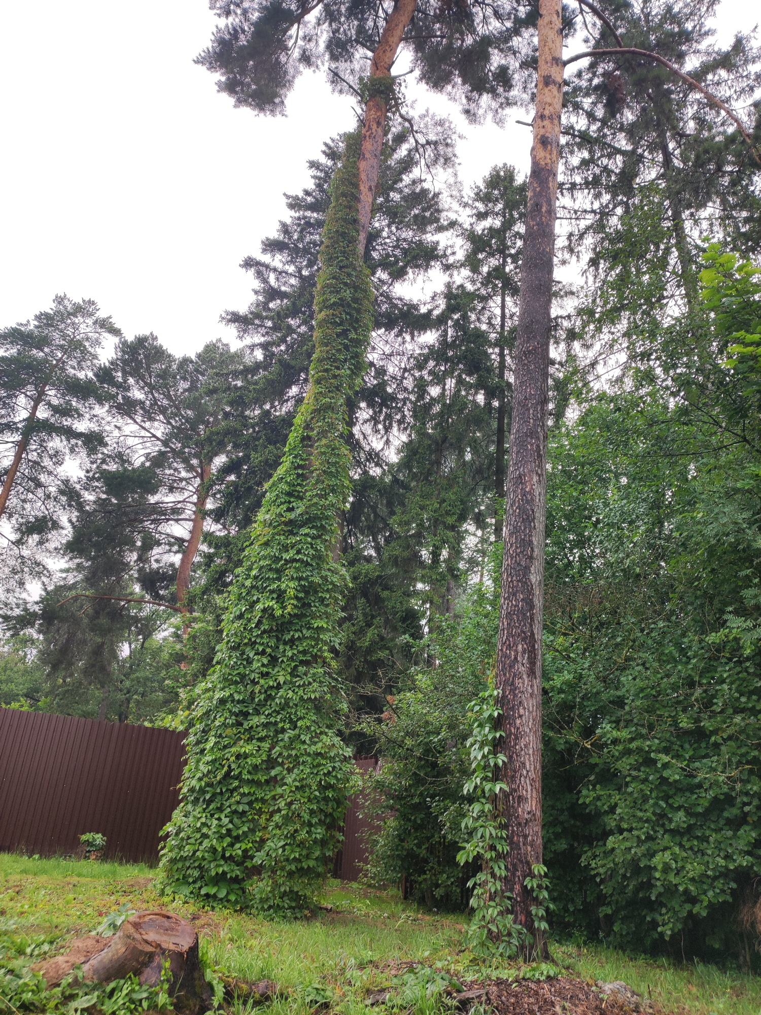 In the city of Alabino, Russia, a photograph captures a natural scene dominated by tall trees and lush vegetation. Two prominent pine trees stand in the foreground, one extensively covered by a thick layer of green ivy, creating a dramatic visual contrast with its rough bark. To the left of this ivy-covered tree, a brown metal fence runs along the perimeter of the property, partially obscured by the foliage. In the lower left of the image, a tree stump is visible on the grassy ground, suggesting recent activity or natural decay. The background is filled with a dense forest of various trees, including pines and deciduous species, with an overcast sky overhead, indicating a possibly cloudy or diffused daylight. No people are present in the frame, and the overall atmosphere is one of untamed nature within a potentially suburban or rural setting.