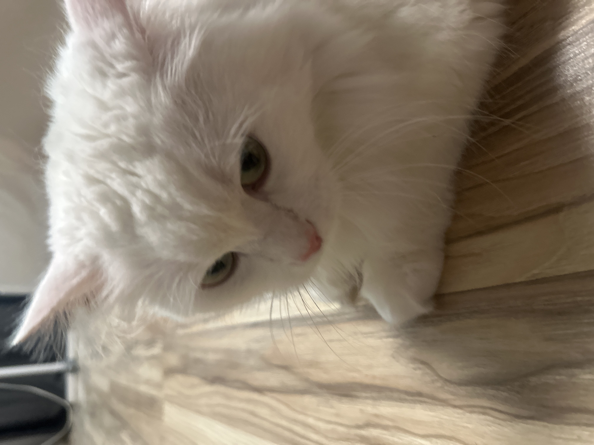 A close-up, eye-level shot shows the face of a white cat with green eyes. The cat is looking down and to the left. The cat's fur is fluffy, and its nose is pink. The background is a wooden floor with a light brown, wood-grain pattern. The lighting is dim, and the focus is on the cat's face, with the background slightly blurred. There is no discernible information about the city of Omsk, Russia.
