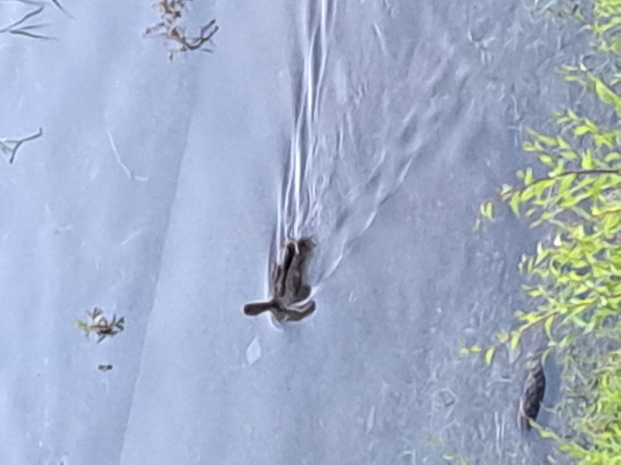 A duck is swimming in a body of water, leaving a wake behind it. The water appears murky and there are some plants growing along the edge of the water. The scene is overcast and the lighting is dim. It is not possible to determine the specific location within Irkutsk, Russia.