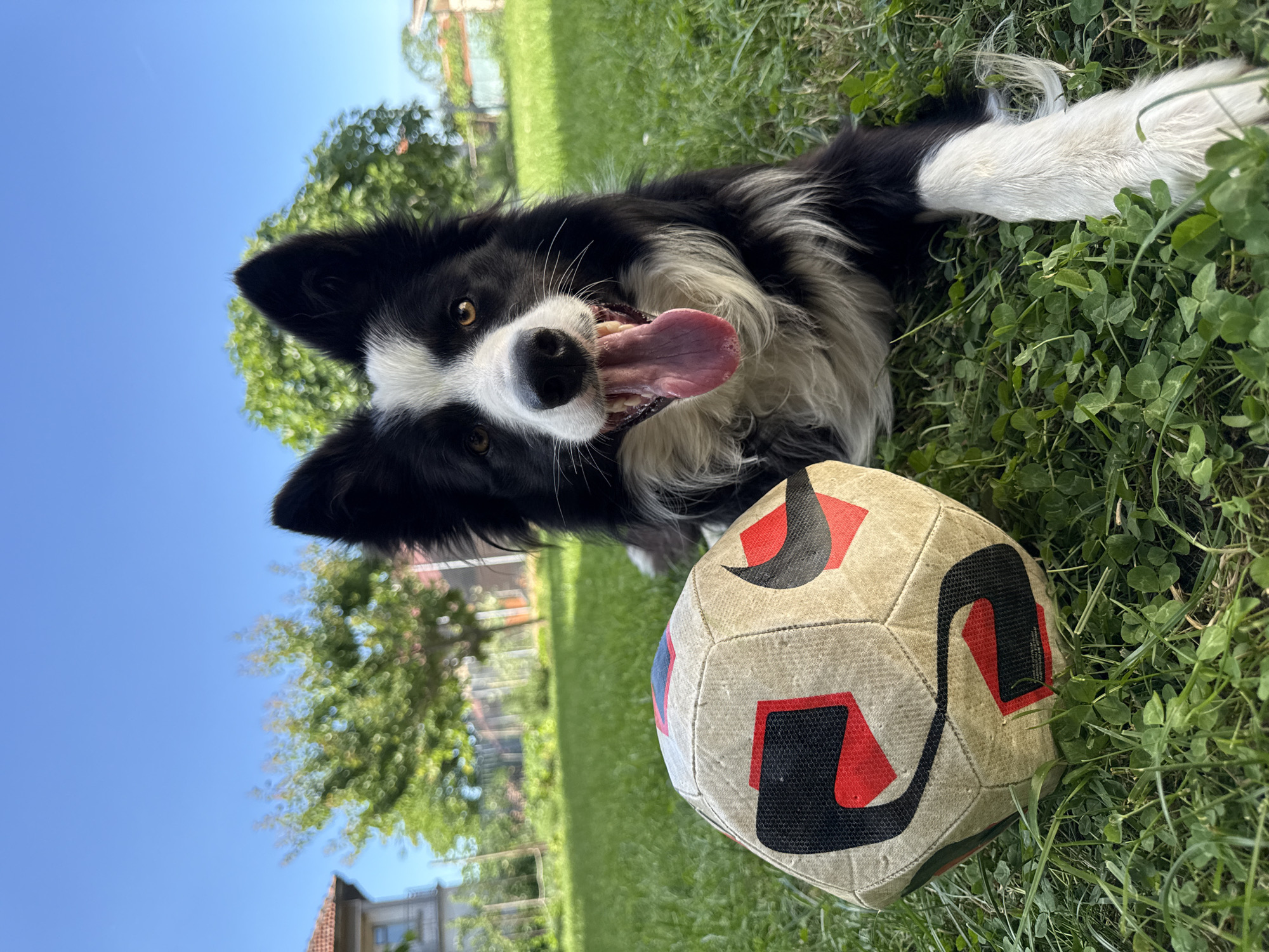 A black and white Border Collie dog lies on its side in a grassy yard. The dog is panting with its tongue out and is looking directly at the camera. A soccer ball rests near the dog's head. The sky is blue and there are trees and buildings in the background. This scene is located in Berkovitsa, Bulgaria.