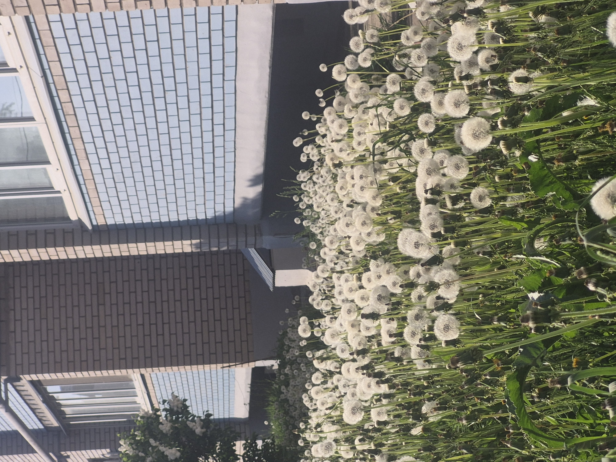 The image captures a dense field of dandelions in full seed, growing adjacent to a multi-story brick building. The building features a window grid pattern and a muted color palette. The dandelions dominate the foreground with their white, spherical seed heads amidst green foliage. The scene is bathed in natural light, suggesting daytime.