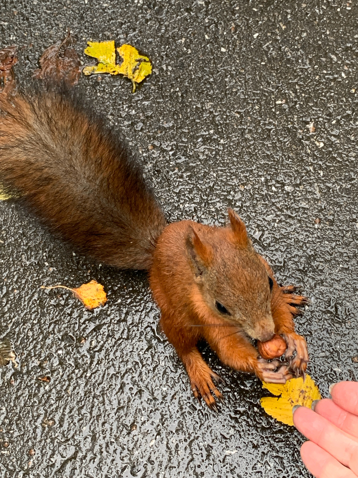 A red squirrel is eating a nut on a wet paved surface, possibly in a park or street in Prokopyevsk, Russia. Fallen yellow leaves are scattered on the ground, indicating an autumn setting. A human hand is reaching out towards the squirrel, potentially offering the nut. The squirrel's fur is reddish-brown, and its tail is bushy. The ground is dark and reflective due to moisture.