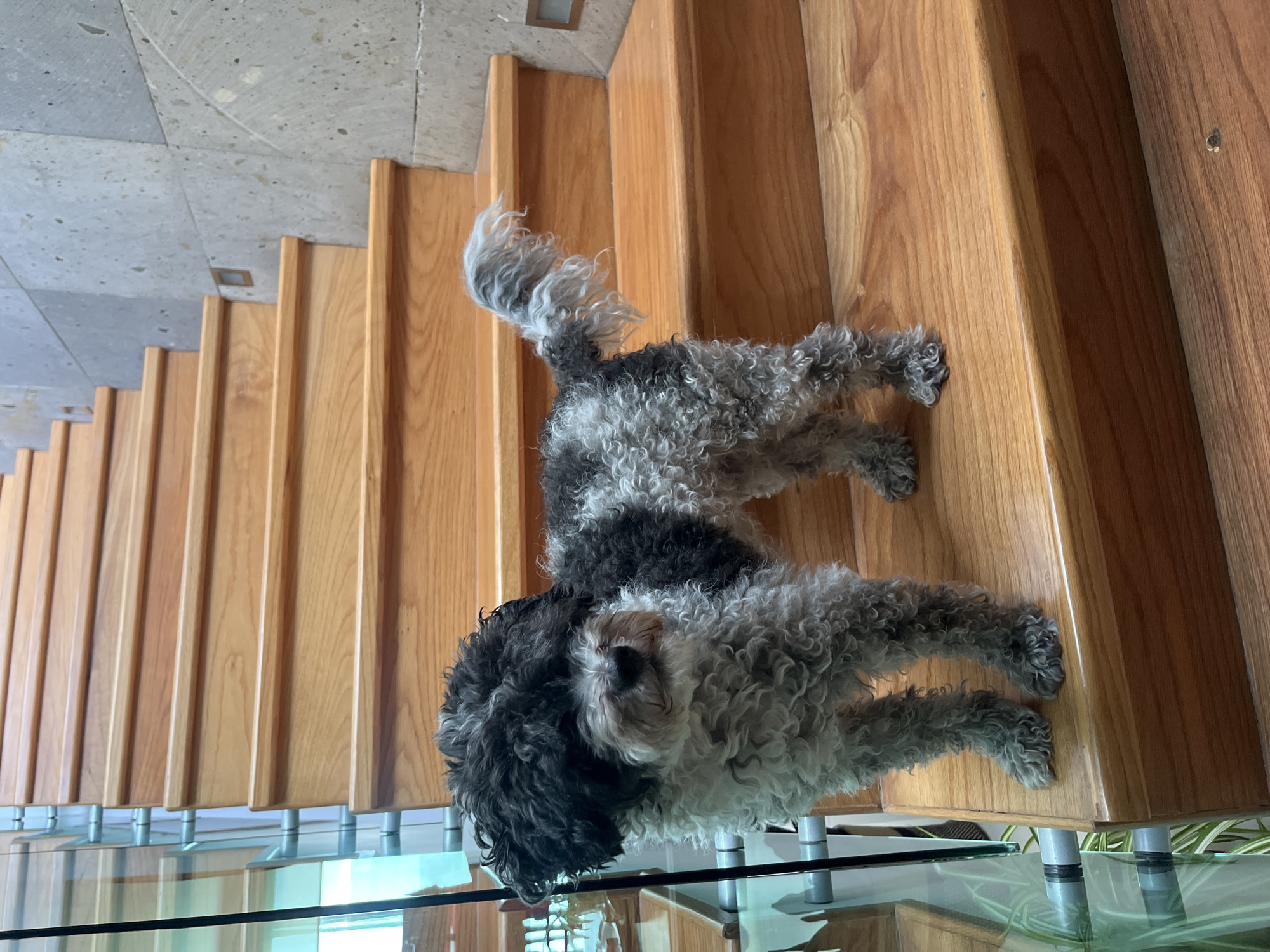 A small, curly-haired dog with a bi-colored coat, featuring dark grey/black fur on its head and upper body and lighter grey fur on its face, lower body, and legs, stands on a wooden staircase. Its tail is curly and held upright. The dog is positioned centrally on the third step from the bottom, facing slightly towards the viewer. The staircase, made of light-brown polished wood with visible grain, ascends from the lower left to the upper right. On the left side, a modern glass balustrade is supported by multiple silver cylindrical stanchions, reflecting a green plant and other interior elements. On the right side, a wall is constructed from large, light-grey, speckled stone tiles. A small, recessed, rectangular light fixture is integrated into the stone wall between two steps. The indoor environment appears modern and well-lit.