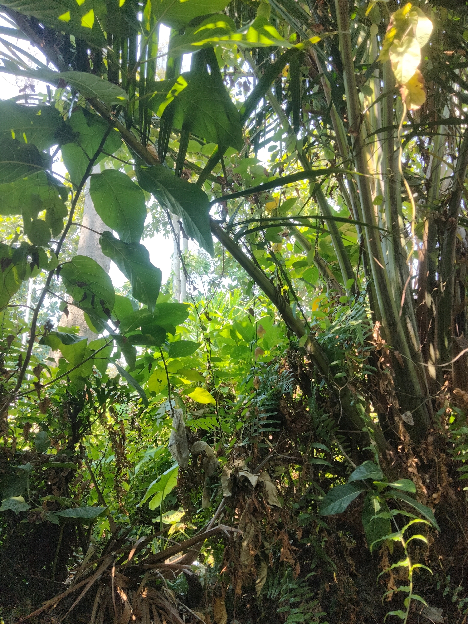 The image depicts a dense, verdant jungle scene in Merakurak, Indonesia. Sunlight filters through the thick canopy of broad green leaves and tall, slender stalks, creating a dappled effect. Various types of vegetation, including ferns and vines, intertwine, contributing to the lush, overgrown appearance of the environment. The overall impression is one of a natural, untamed landscape. There are no people or discernible man-made objects present in the image.