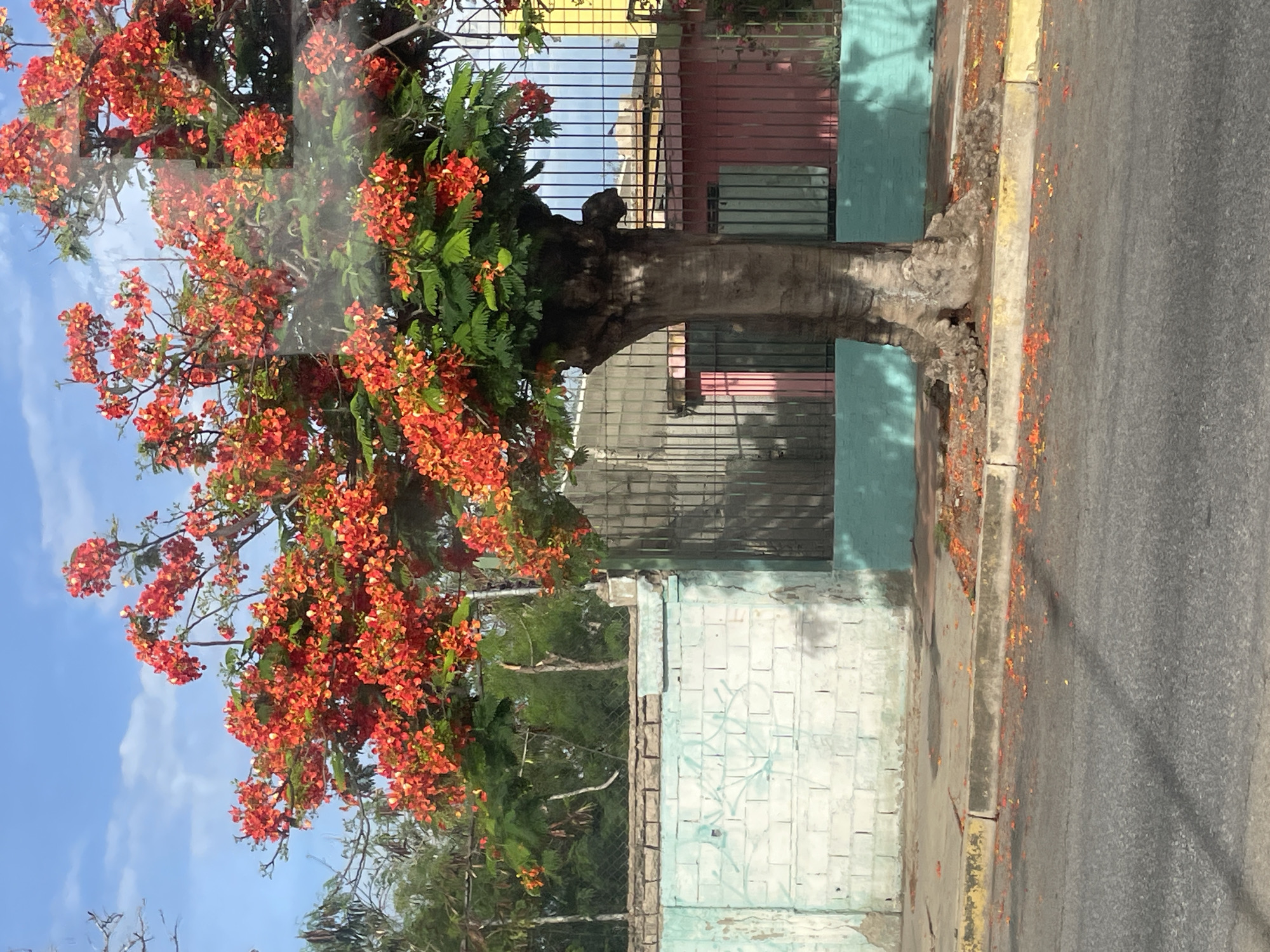 The image captures a vibrant scene in Porlamar, Venezuela, dominated by a large tree adorned with bright red-orange flowers. The tree's trunk is thick and gnarled, with exposed roots at its base. It stands on the side of a street, with a sidewalk and a curb in the foreground. Scattered on the sidewalk and the street are fallen petals from the tree's blossoms.
Behind the tree, a wall constructed of white brick with a light blue trim runs horizontally. Graffiti in a light blue color is visible on the brick portion of the wall. Beyond the wall, a dark metal fence with vertical bars encloses a property. Through the fence, glimpses of buildings can be seen: a pink-colored structure with dark-colored window bars and a bright yellow structure further to the right. The sky above is a clear blue with a few wispy white clouds. The overall impression is of a sunny day in an urban environment, possibly a residential or commercial area.