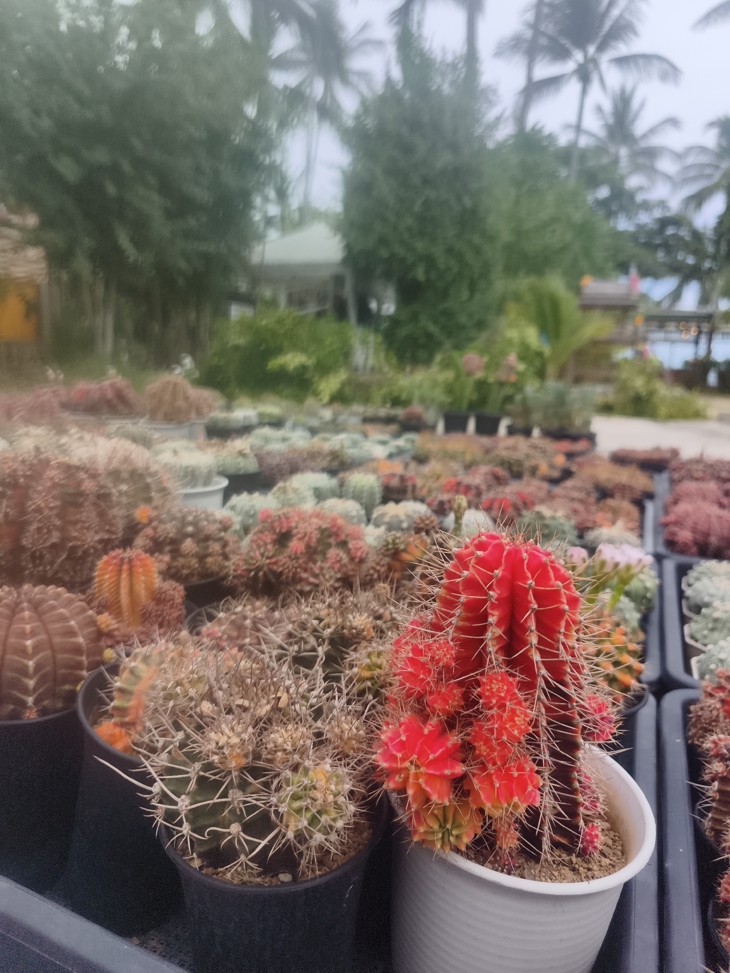 The image displays an outdoor plant nursery in Baan Lamai, Thailand, showcasing a vibrant collection of cacti. The foreground is dominated by various cacti potted in black and white containers. A prominent red cactus with multiple smaller red buds is centrally located in a white ribbed pot. To its left, a green and yellow striped cactus with prominent white spines is in a black pot. Behind these, a variety of other cacti in shades of red, brown, and green are arranged in rows. The background reveals lush green trees and palm trees under an overcast sky, suggesting a humid, tropical environment. In the distance, structures resembling a building with a white roof and some fencing are visible, hinting at the nursery's layout and potential amenities. The overall scene is one of a well-stocked succulent plant market in a tropical setting.
