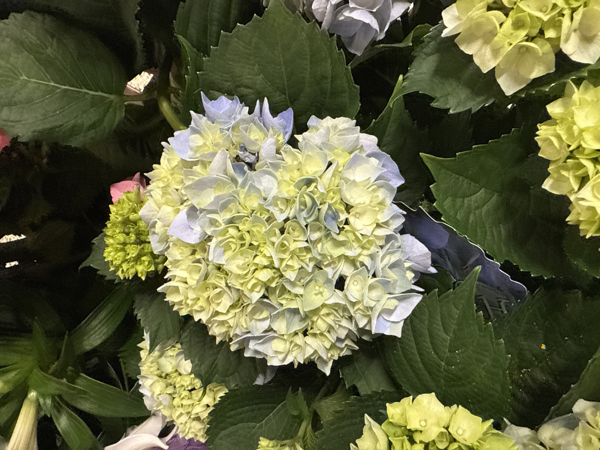 The image shows a close-up of a cluster of hydrangeas. The flowers are a mix of light blue and pale green hues. They are surrounded by dark green leaves. The background is dark and out of focus. The image does not provide enough information to determine if it was taken in Hollywood, California, or to describe any specific actions or interactions.