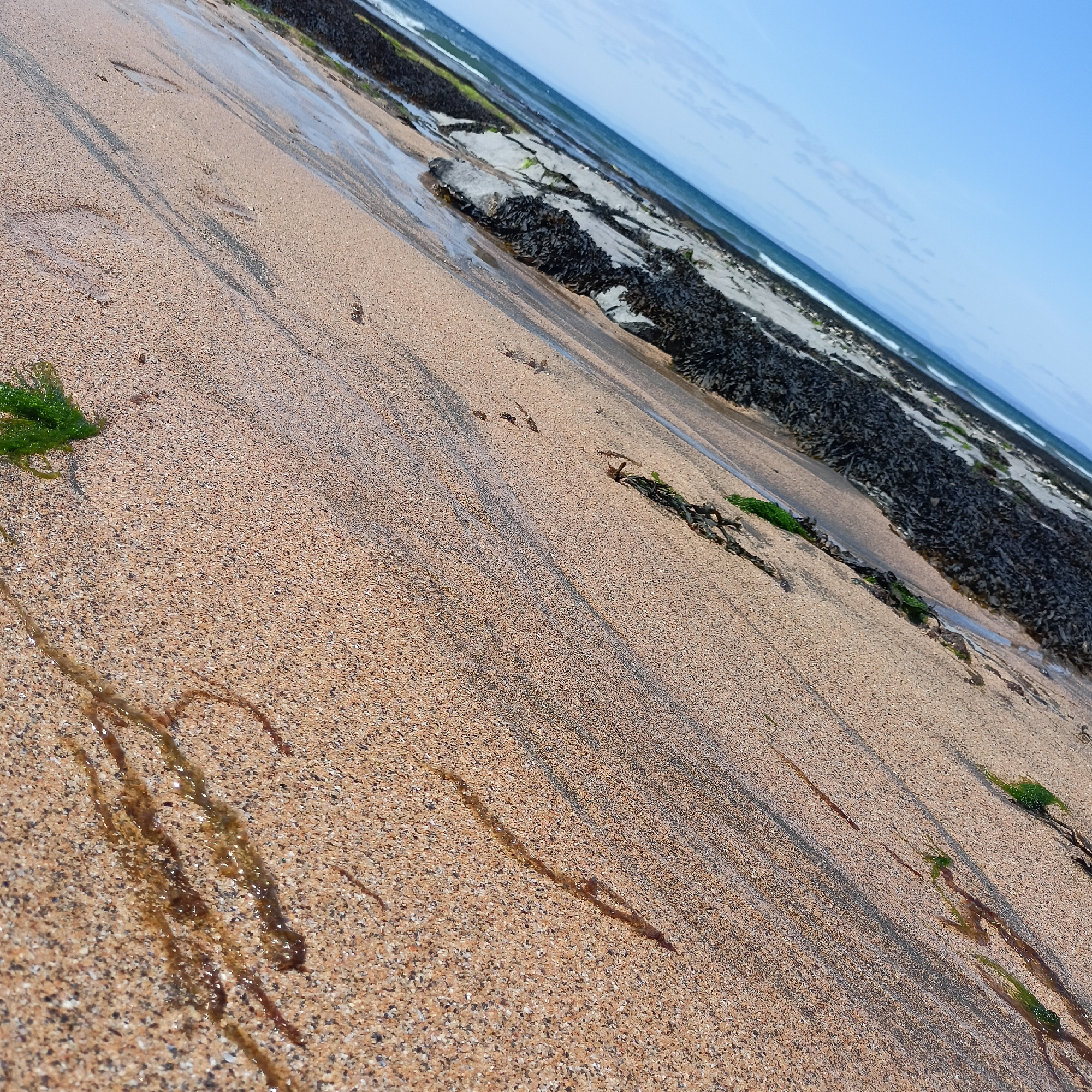 The image shows a close-up, low-angle view of a sandy beach in Fanore, Ireland. The sand is light brown and speckled with darker grains. Water has receded from the tide, leaving behind dark, wet streaks on the sand, some of which form wavy patterns. Patches of green seaweed are visible, primarily on the left side of the frame and further up the beach near the rocky shoreline. The rocky shoreline is covered in dark seaweed and appears wet. Beyond the shore, the dark blue ocean meets the bright blue sky, with faint white clouds present. The image is sharply angled, giving a dynamic perspective of the beach landscape.
