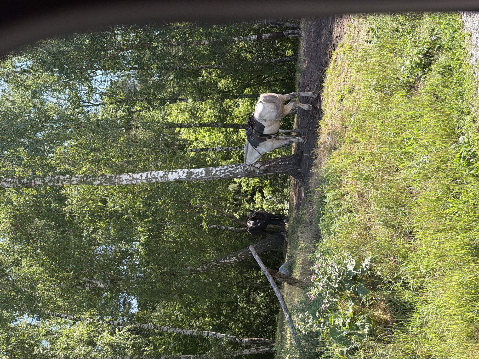 Two horses stand in a sun-dappled birch forest clearing in Ust-Muny, Russia. A dark-colored horse is positioned further back in the clearing, partially obscured by trees and a fallen log. A white horse, equipped with a saddle and bridle, stands closer to the foreground, leaning its head against a birch tree. The ground is covered in patches of grass, dirt, and a few flowering plants. The overall scene depicts a tranquil natural setting within the forest.