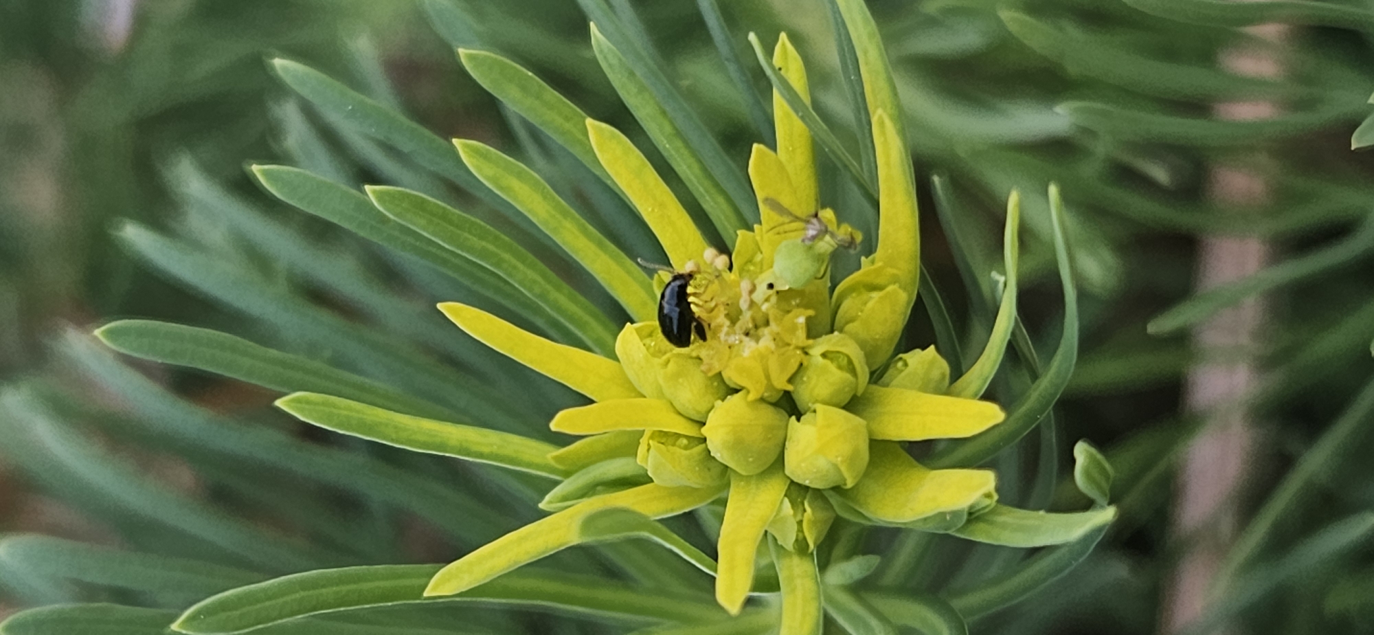 A close-up, vertical shot captures a small black beetle perched atop a cluster of yellow flower buds, surrounded by green, needle-like leaves. The beetle, with its glossy carapace, is the focal point, positioned slightly off-center to the right. Its antennae are visible, pointed forward. The flower buds are tightly packed, with some appearing more open and revealing delicate yellow structures within. A few tiny white specks are scattered around the beetle, possibly pollen or other organic matter. To the right of the main cluster, a minuscule green insect or other small creature is partially visible, its legs and body indistinct. The background consists of blurred green foliage, suggesting a natural outdoor setting. This image was taken in Momin Prohod, Bulgaria.