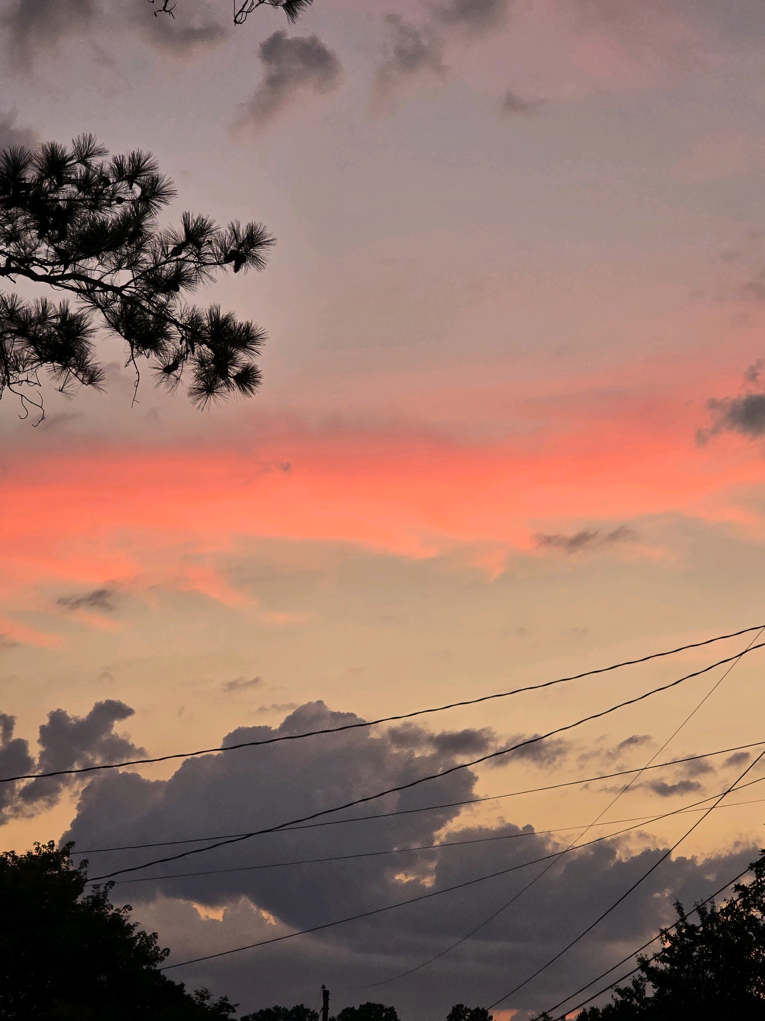 The image depicts a sunset in Roswell, United States of America. The sky is filled with a gradient of colors, transitioning from a pale pink and orange near the horizon to a muted purple at the top. Wispy clouds are scattered across the sky, with some larger, darker clouds present towards the bottom. A silhouette of a pine tree branch with needles and pinecones is visible in the upper left corner. Several power lines are strung across the middle and lower portions of the image, creating a network of dark lines against the colorful sky. The lower edge of the frame shows the dark silhouettes of trees and possibly some structures. The overall impression is of a serene, late evening scene.
