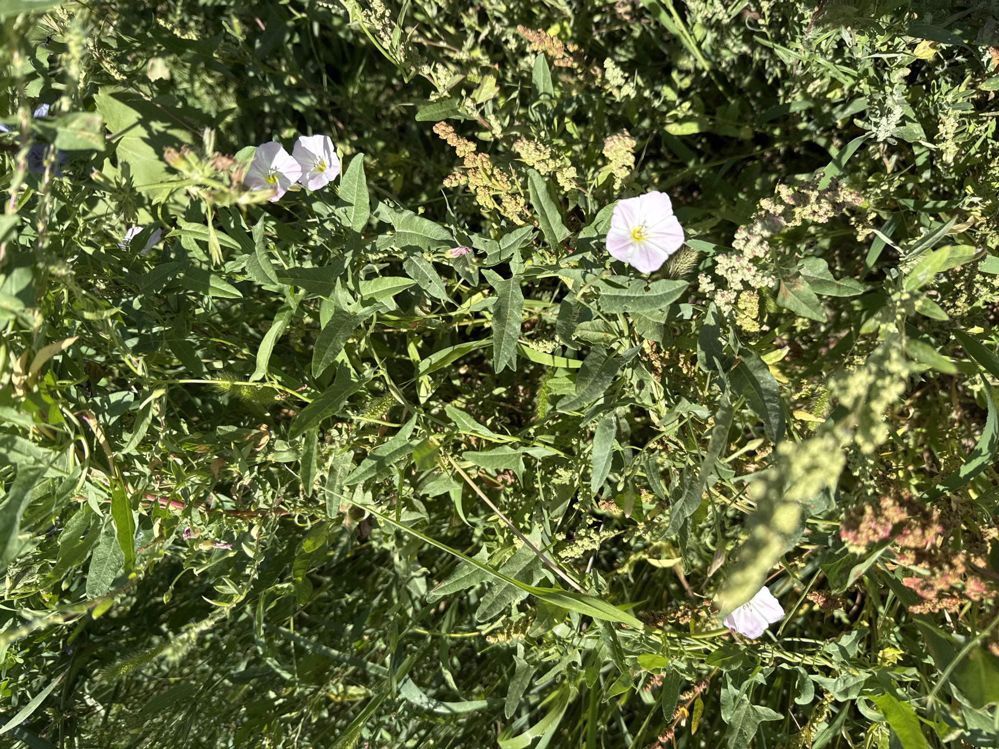 This is a close-up, eye-level outdoor shot of wild greenery in Kara-Talaa, Kyrgyzstan. The image is dominated by a dense tangle of plants, primarily lush green leaves and stems. Among the foliage, several delicate white and pinkish-white flowers with yellow centers are visible. These flowers appear to be bindweed, with their characteristic trumpet shape. The plants are growing in a natural, uncultivated setting, suggesting a field or a roadside verge. The lighting indicates it's daytime, with some shadows cast by the sun. There are no people or man-made objects clearly discernible in the frame.