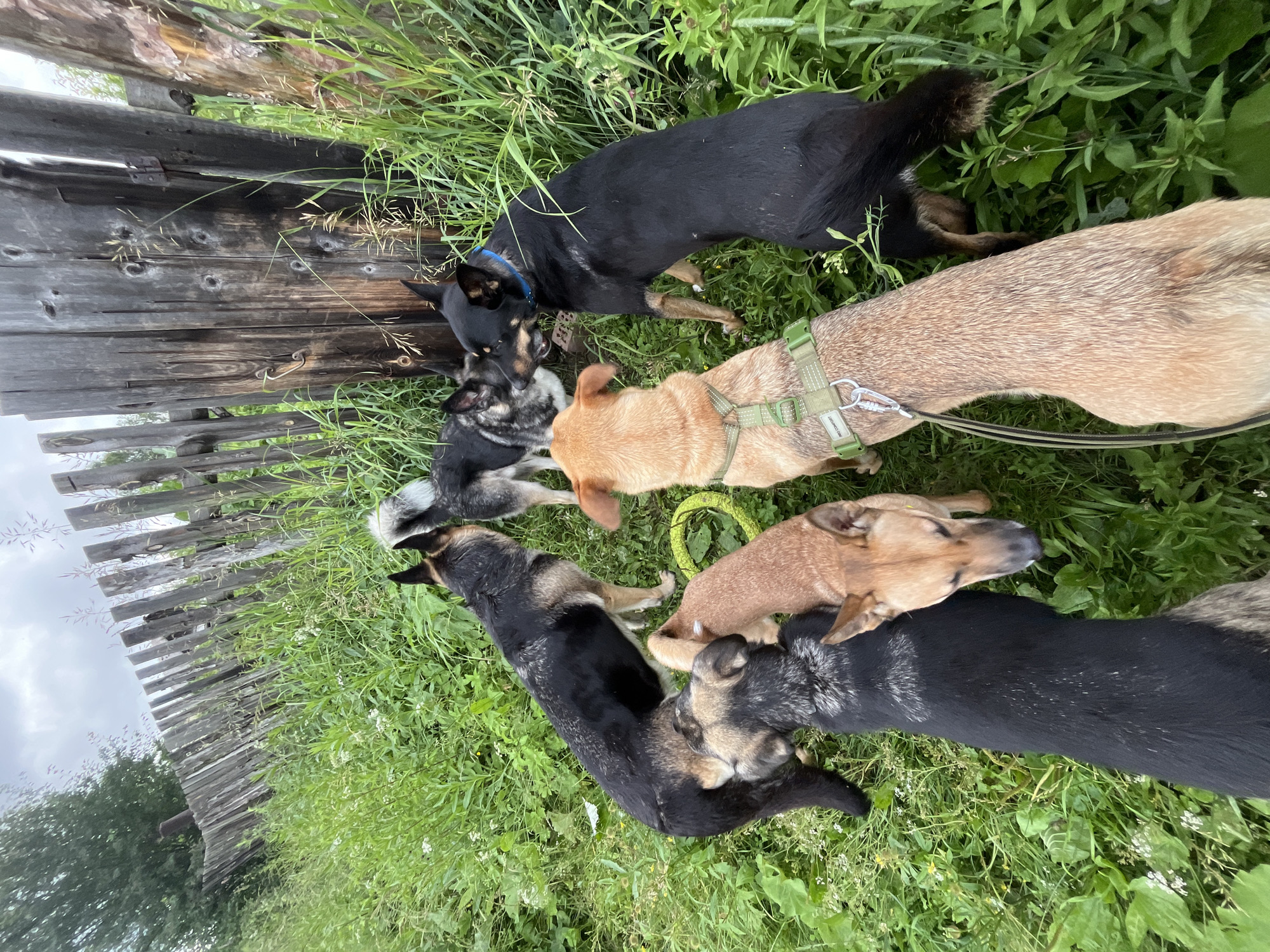 The image depicts a group of six dogs gathered in a grassy area next to a weathered wooden fence. The dogs are of various breeds and colors, including German Shepherds, a tan-colored dog with a green harness, and a black dog with a blue collar. Some dogs are interacting closely, with two appearing to sniff each other. A bright yellow ring toy is visible on the ground amongst the dogs. The environment is characterized by lush green grass, wildflowers, and tall weeds. The fence is old and appears to be constructed of vertical wooden planks, some of which are leaning or broken. The background shows more greenery and a cloudy sky. The scene is consistent with an outdoor environment in a rural or semi-rural setting.