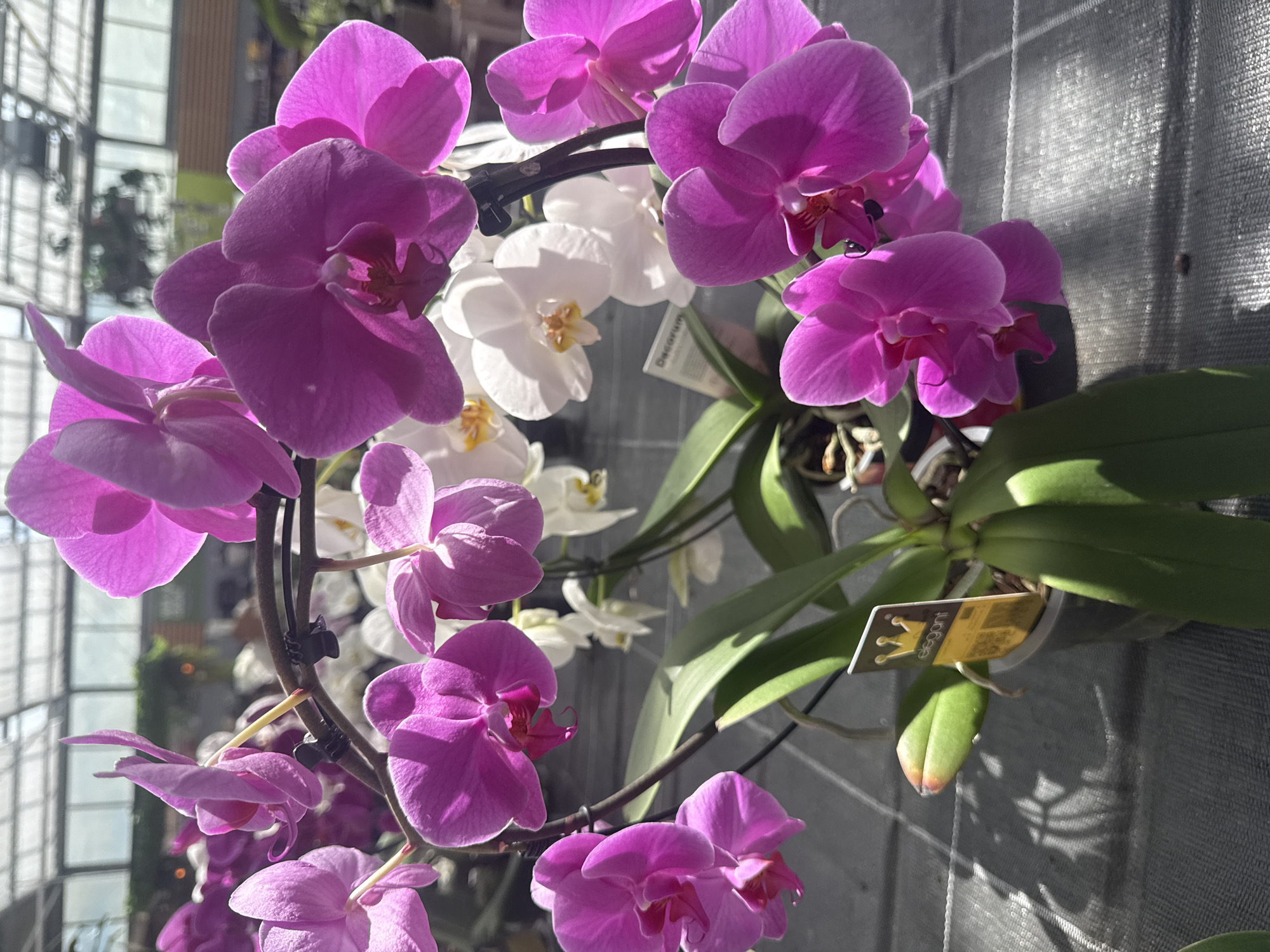 The image shows a close-up of a potted orchid plant with multiple vibrant pink blooms. The orchid is part of a larger display, with white orchids visible in the background. The plants are arranged on a surface that appears to be a display table in a greenhouse or garden center, as indicated by the transparent roofing and diffuse natural light. A tag with the word "elegant" and a crown symbol is attached to the pot. The overall scene suggests a retail environment for plants. The location is identified as Fritzlar, Germany.