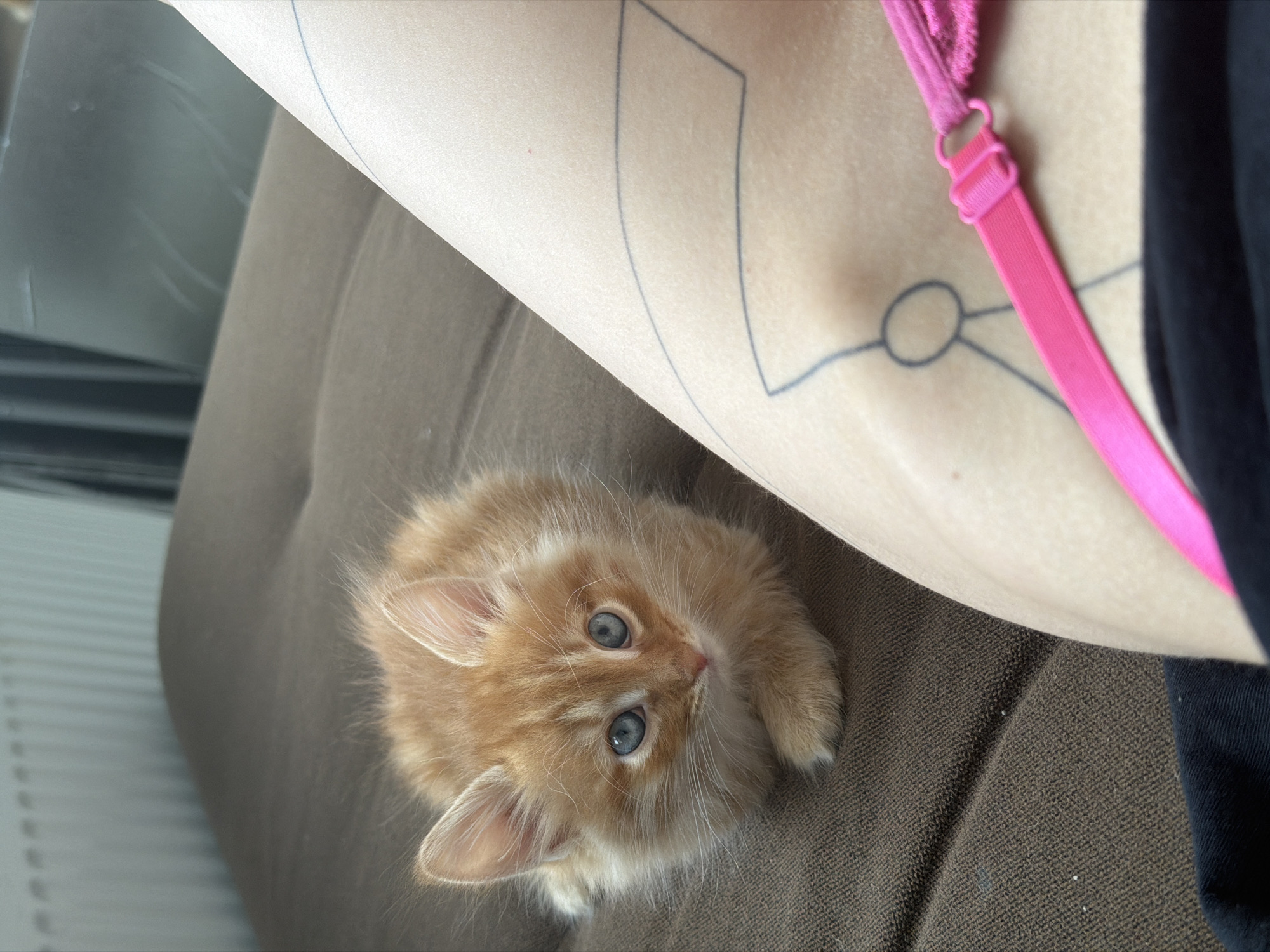 This image, taken in Khimki, Russia, captures an intimate indoor scene featuring a small, fluffy ginger kitten with bright blue eyes. The kitten is seen from an overhead perspective, lying on a brown, textured upholstered surface, likely a sofa or armchair, and gazing upwards with a curious and innocent expression.
The upper portion of the frame is dominated by a person's light-toned skin, revealing minimalist black line tattoos, including geometric shapes and a circular design. A vibrant pink bra strap is prominently visible near the top right, contrasting with a piece of dark clothing also partially seen. The background on the far left includes a blurred, light-colored object with vertical elements, possibly a radiator or window blinds. The natural lighting suggests the photograph was taken during the daytime. No visible text is present in the image.