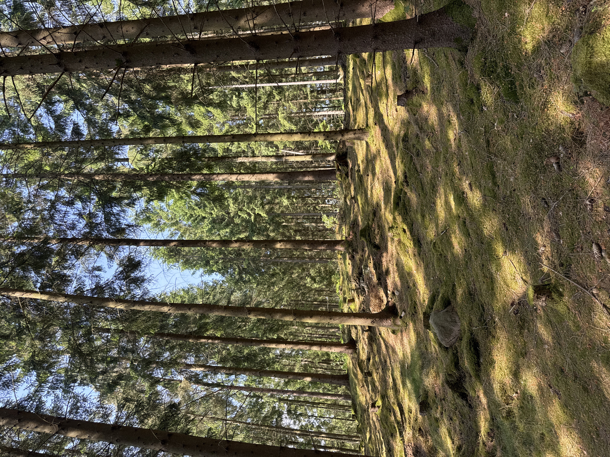 The image captures a serene coniferous forest scene, likely in Vessigebro, Sweden. Tall, slender conifer trees, possibly spruce or pine, dominate the landscape, their straight trunks rising towards the canopy. The forest appears dense, with numerous trees extending into the background, creating a sense of depth.
The forest floor is thickly carpeted with vibrant green moss, interspersed with brown needles, fallen twigs, and a few scattered pinecones. Patches of sunlight filter through the tree canopy, casting long, distinct shadows across the mossy ground, indicating a sunny day. The clear blue sky is visible in glimpses between the upper branches and foliage of the trees, suggesting bright weather conditions.
No people or human activity are visible, emphasizing the natural and untouched quality of the forest. The lighting suggests it is late morning or early afternoon, with the sun at an angle that creates striking patterns of light and shadow. The scene conveys a sense of tranquility and natural beauty. There is no visible text in the image.