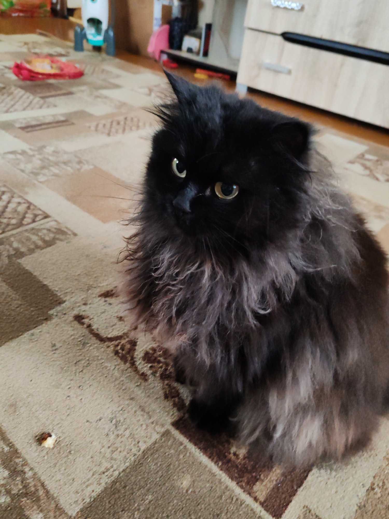 A fluffy black cat with yellow eyes is sitting on a patterned carpet. The cat is in the foreground, facing slightly to the left. In the background, a light-colored dresser with black handles is visible. To the left of the cat, a red toy is on the carpet, and behind it, a white and blue toy can be seen. The lighting suggests it is daytime, and the environment appears to be an indoor living space. The location is specified as Chuhloma, Russia, though this information cannot be visually verified from the image itself.