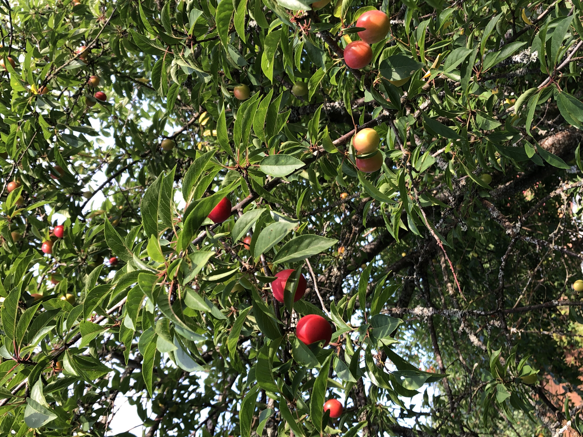 The image shows a close-up view of a plum tree laden with ripe fruit. The plums are a mix of bright red and yellow-red, some round and others slightly oval. They are clustered on branches amidst lush green leaves. The tree branches are dark and gnarled, with some appearing to have lichen or moss growth. The background is a blur of foliage and sky, suggesting an outdoor setting. The image is taken from a low angle looking up into the tree. The location is identified as Красная Пресня Снт, Russia, which is a horticultural non-profit partnership or cooperative, implying a garden or rural setting within or near a populated area. There are no people or animals visible in the frame.