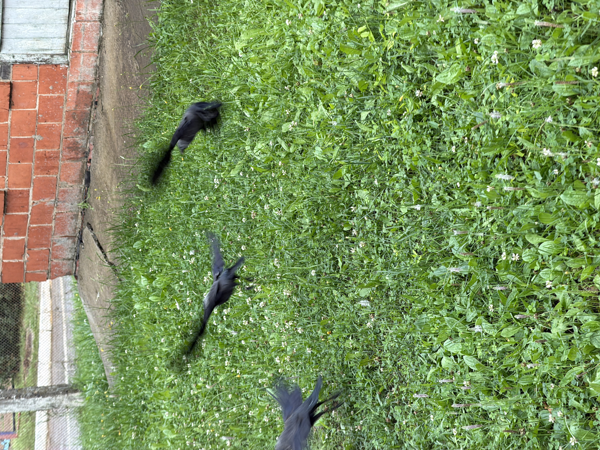 The image depicts a grassy area adjacent to a brick building with a light blue door. The grass is green and dotted with small white flowers and some taller plants with spiky seed heads. In the foreground, three dark-colored birds, possibly crows, are in motion. One bird is on the left, appearing to land or take off, with its tail feathers spread. Two other birds are further to the right, one in mid-flight with its wings extended and the other appearing to be pecking at the ground. The background shows a concrete path and a fence with some vegetation beyond it. The scene is outdoors and appears to be an urban or suburban environment in Chaikovsky, Russia.