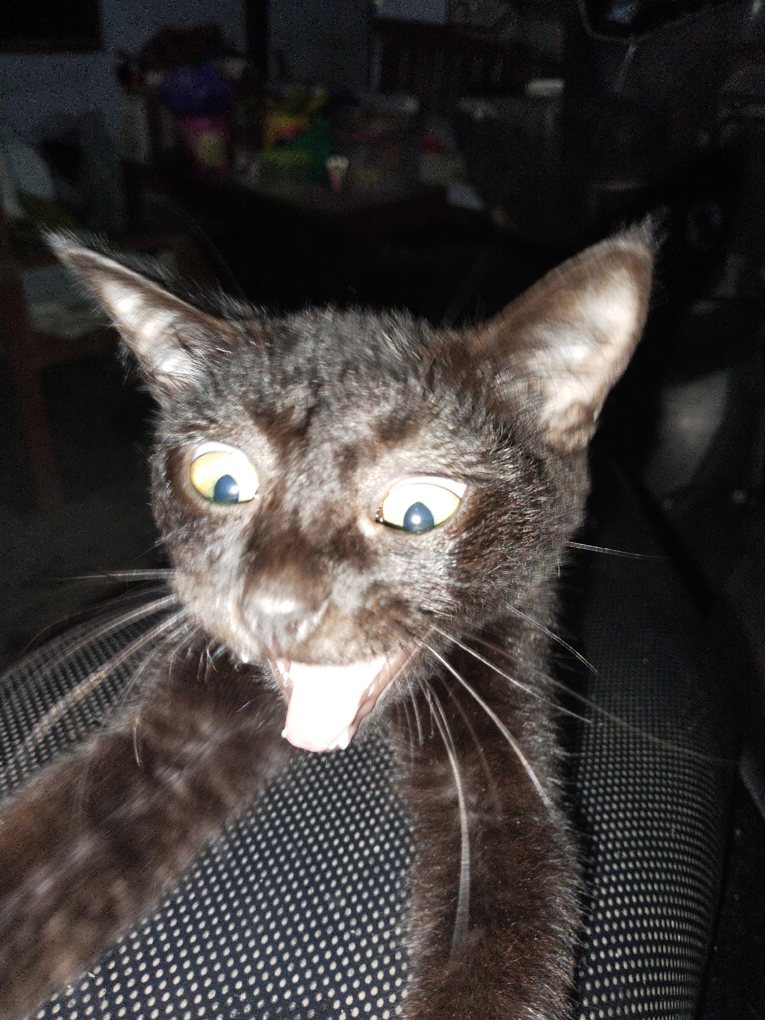 A close-up shot of a black cat with wide, yellow eyes and an open mouth revealing its tongue. The cat is sitting on a surface with a small black and white polka dot pattern. The background is dark and blurry.
