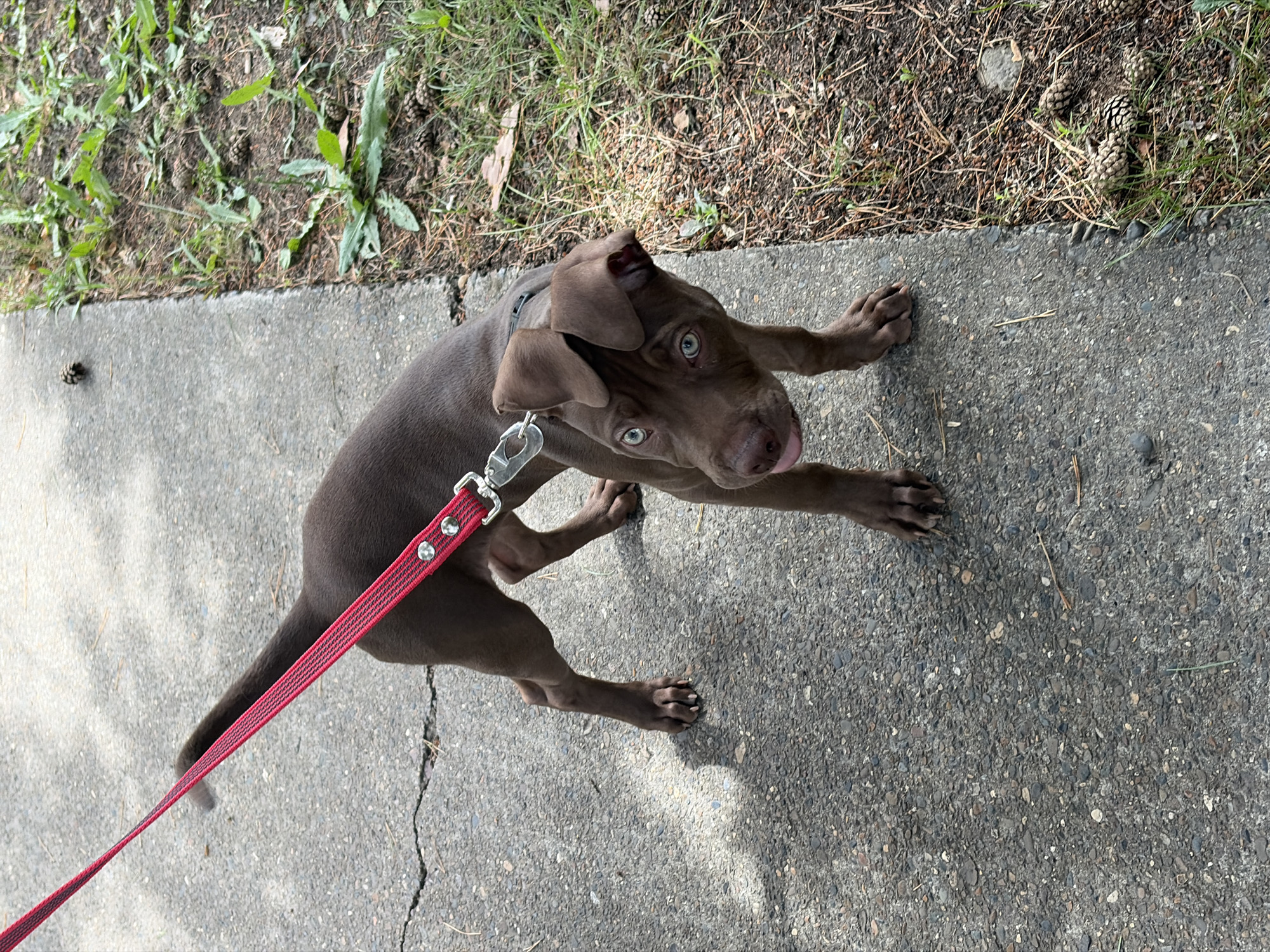 A young brown pit bull puppy with light blue eyes is standing on a cracked concrete sidewalk, attached to a red leash. The puppy is looking towards the camera with its tongue slightly out. To the right of the sidewalk is a grassy area with dry pine needles and several pine cones scattered on the ground. The image appears to be taken outdoors during daylight. The specific location in the city of Chaikovsky, Russia cannot be determined from the visual information provided.