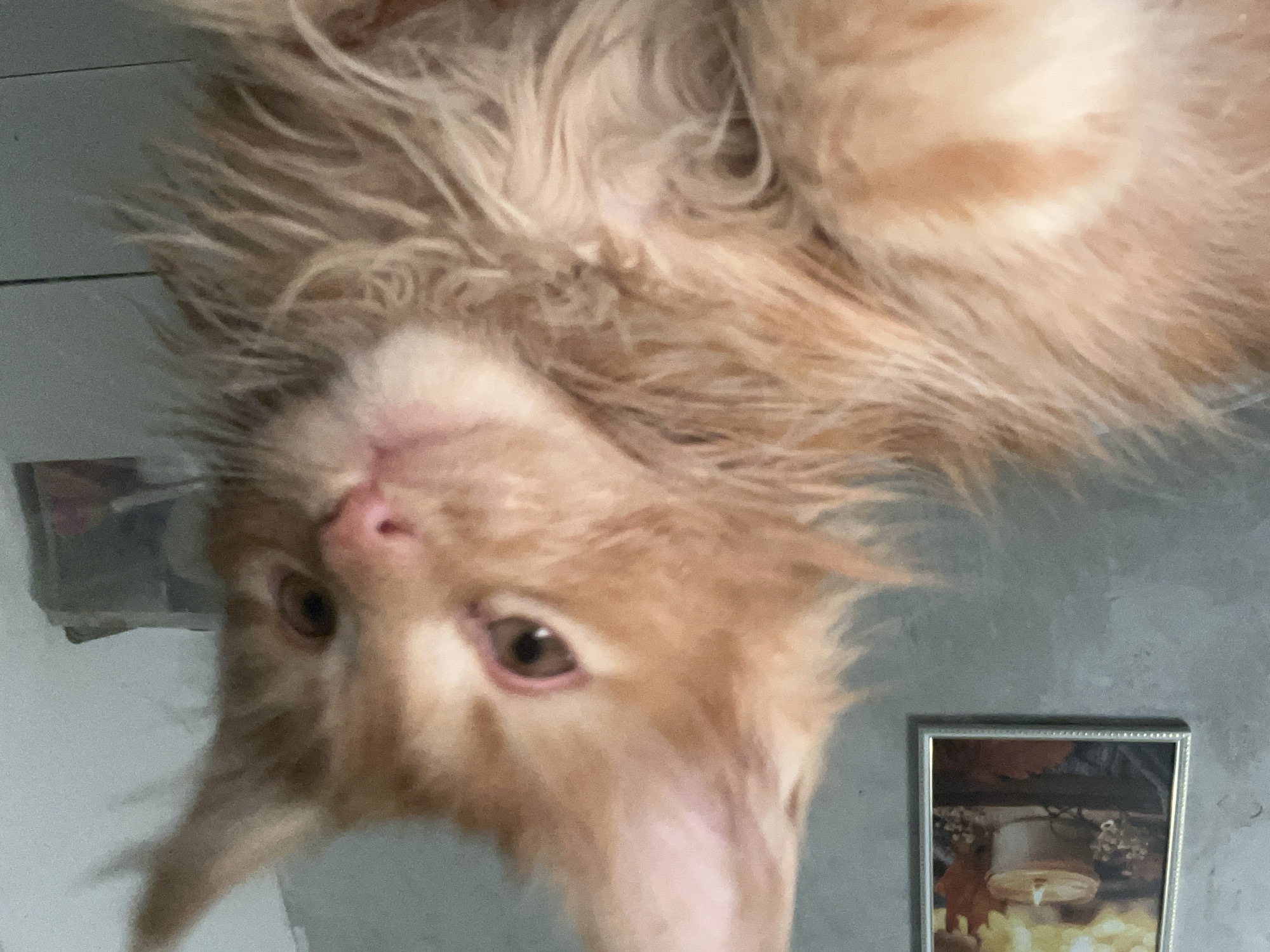 A close-up, slightly blurred indoor photograph shows an orange tabby kitten with long fur. The kitten is looking forward, with its right eye in focus. Its ears are pointed, and its nose is pink. In the background, a framed picture of a lit candle and autumn leaves is visible on a gray wall.